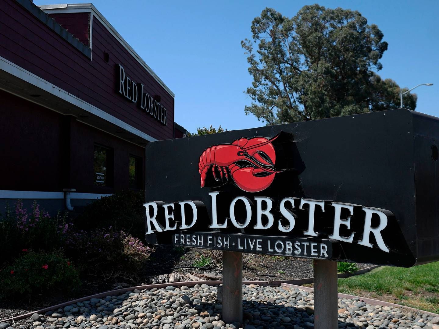 Red Lobster forventes ifølge flere medier at meddele konkurs af samtlige restauranter senere på måneden. | Foto: Justin Sullivan