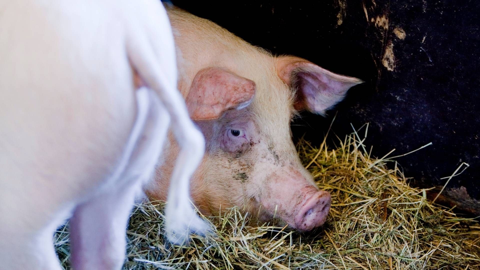Griser må ha stimulering og noe å holde på med, sier Norsvin-sjefen. Han oppfordrer svineprodusentene til å sørge for «nok fôr, strø og variert aktivitets- og rotemateriale». | Foto: Gorm Kallestad / NTB