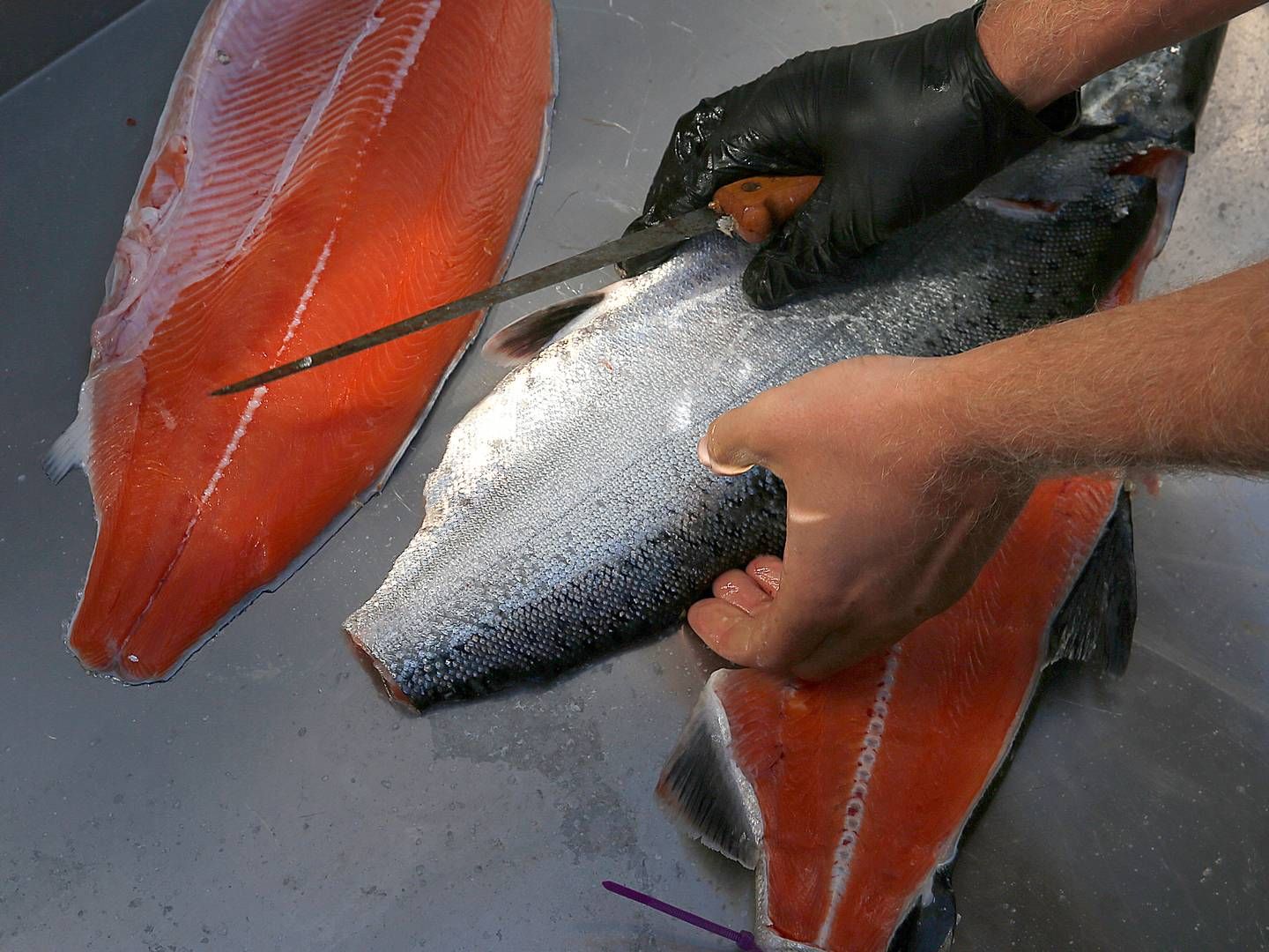 Lerøy Seafood Group har slagtet 26.000 tons laks og ørred i årets første kvartal, hvilket er en nedgang fra 28.600 tons i 2022. Foto: Liz Hafalia/AP/Ritzau Scanpix