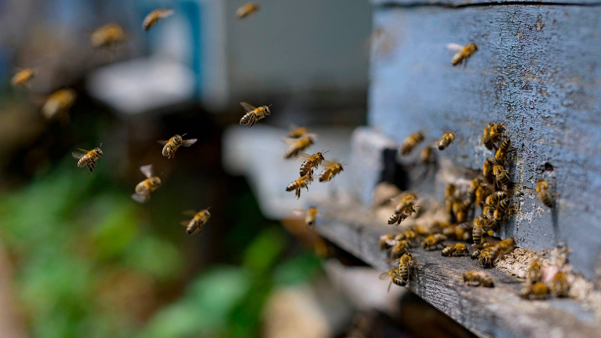 Landbruget fylder meget i Danmark, og derfor er det her, der ifølge biavlerne skal gøres en indsats for at hjælpe bierne. | Foto: Yasin Akgul