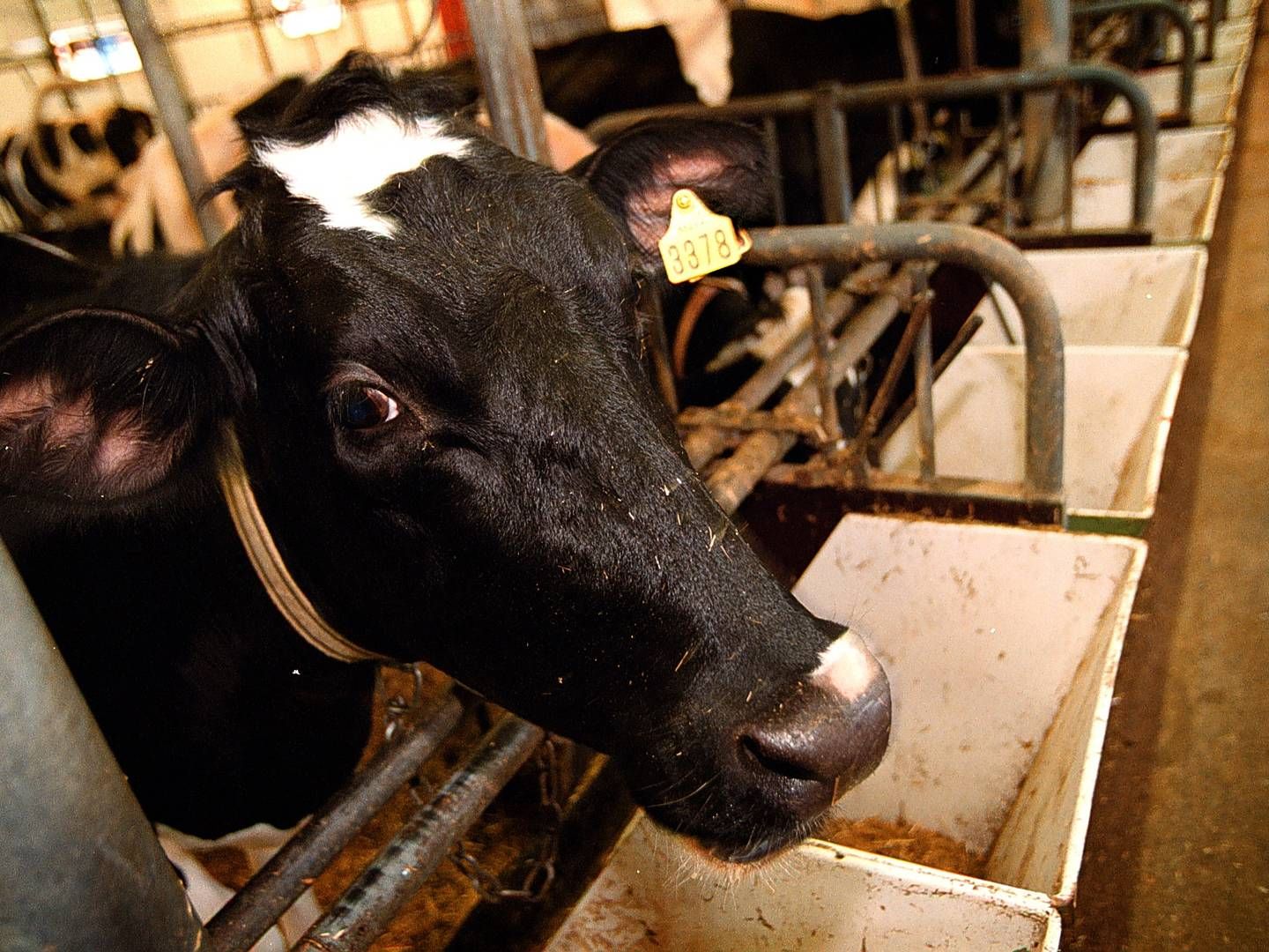 Frieslandcampina håber at kunne tilbyde mere mælk forbundet med lavere klimabelastning til kunder som Mcdonalds, Mars, Nestlé og Danone. | Foto: Jesper Nørgaard Sørensen