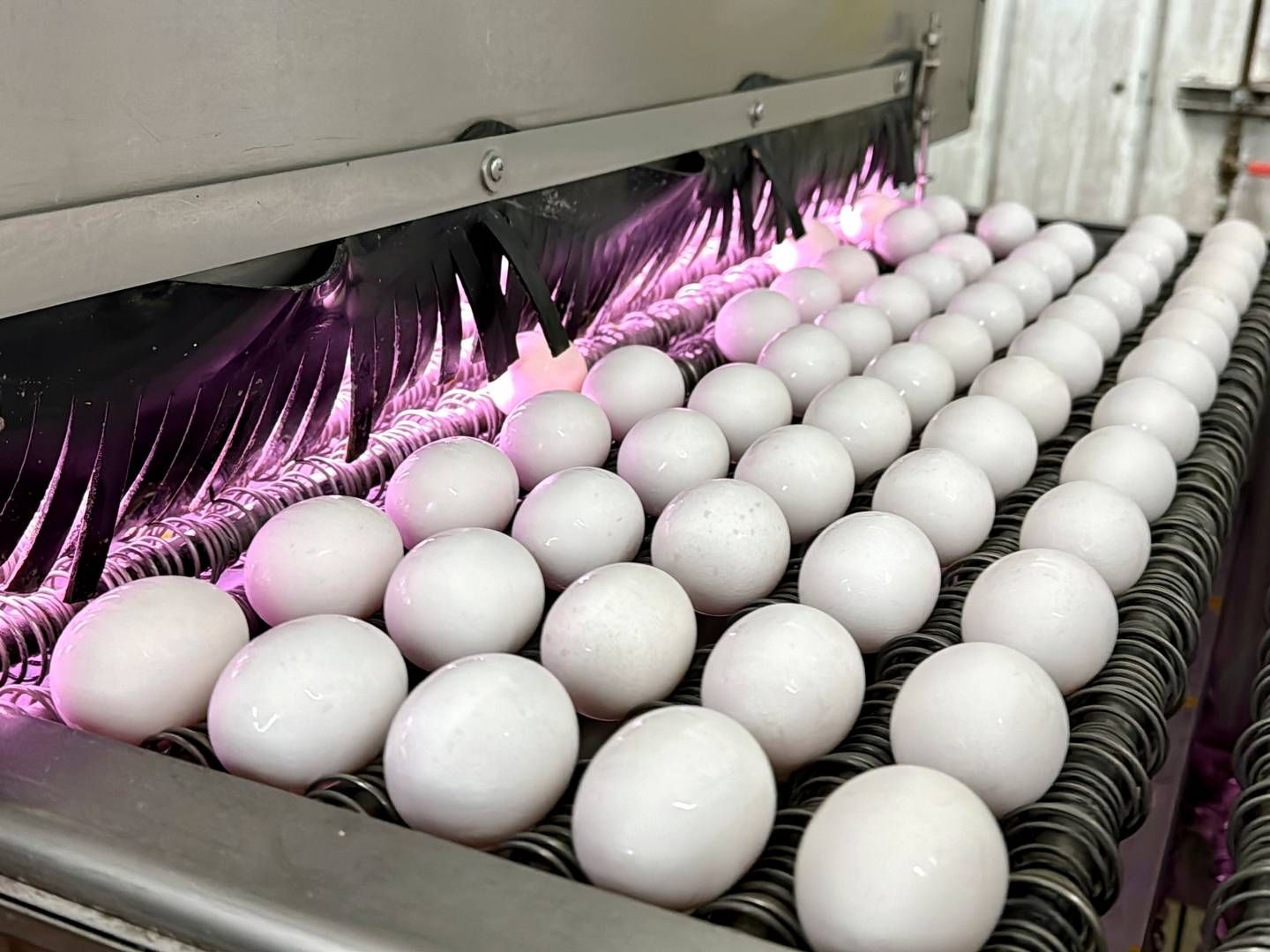 Dagligvarebransjen importerer egg for harde livet for å unngå tomme hyller. | Foto: AP Photo/Terry Chea