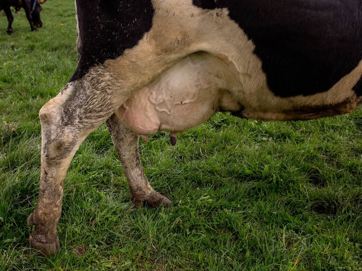 Arlas økoforretning har været under pres på grund af lavere efterspørgsel på økologien. | Foto: Ivan Riordan Boll/Politiken/Ritzau Scanpix