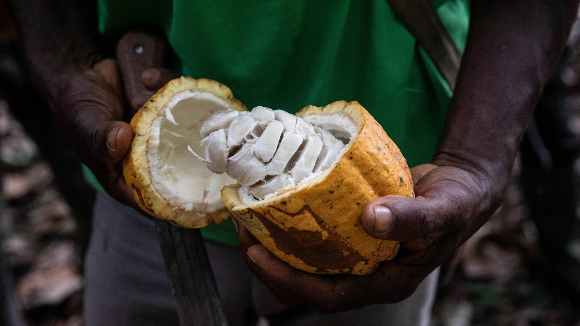 Et forskningsprosjekt viser at gullgruver i økende grad tar over landområder som brukes til å dyrke kakao. | Foto: AP Photo/Sophie Garcia