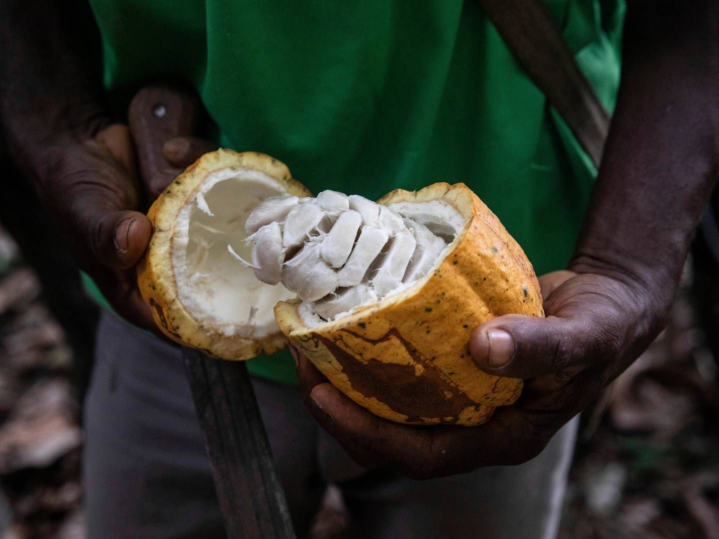 Et forskningsprosjekt viser at gullgruver i økende grad tar over landområder som brukes til å dyrke kakao. | Foto: AP Photo/Sophie Garcia