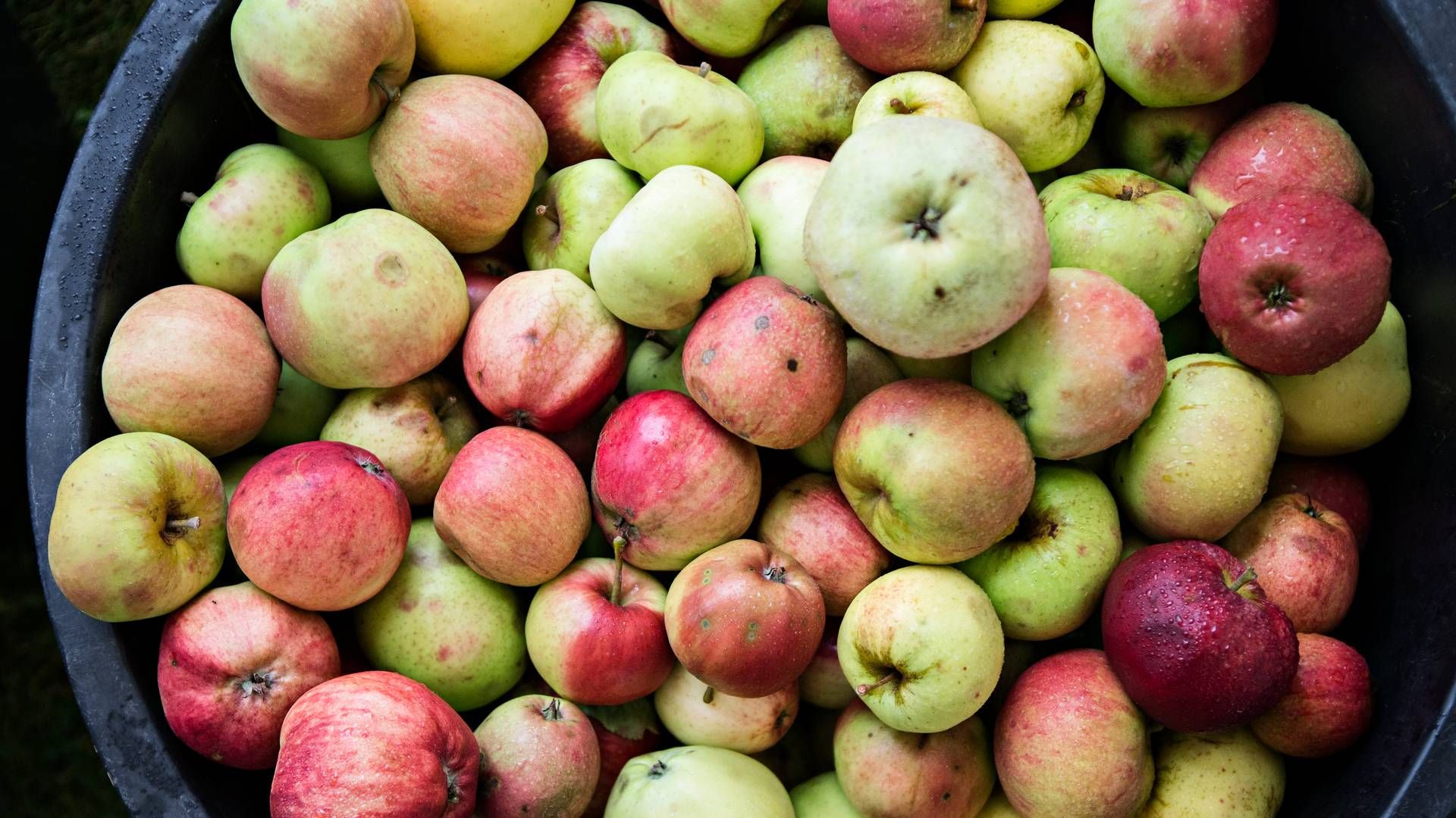 Orskov Foods, der har hjemme på Fyn, producerer udover æbler også bær, juice og saft - i Danmark, Chile og Polen. | Foto: Tobias Nicolai/Ritzau Scanpix.