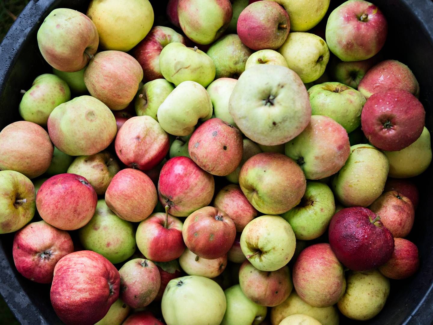 Orskov Foods, der har hjemme på Fyn, producerer udover æbler også bær, juice og saft - i Danmark, Chile og Polen. | Foto: Tobias Nicolai/Ritzau Scanpix.