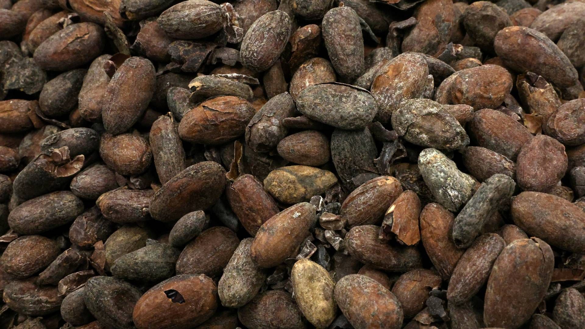 Kakaopriserne er over de seneste år steget voldsomt som følge af, at dårligt vejr og sygdomme har forårsaget lavere høstudbytte. | Foto: Yves Herman/Reuters/Ritzau Scanpix