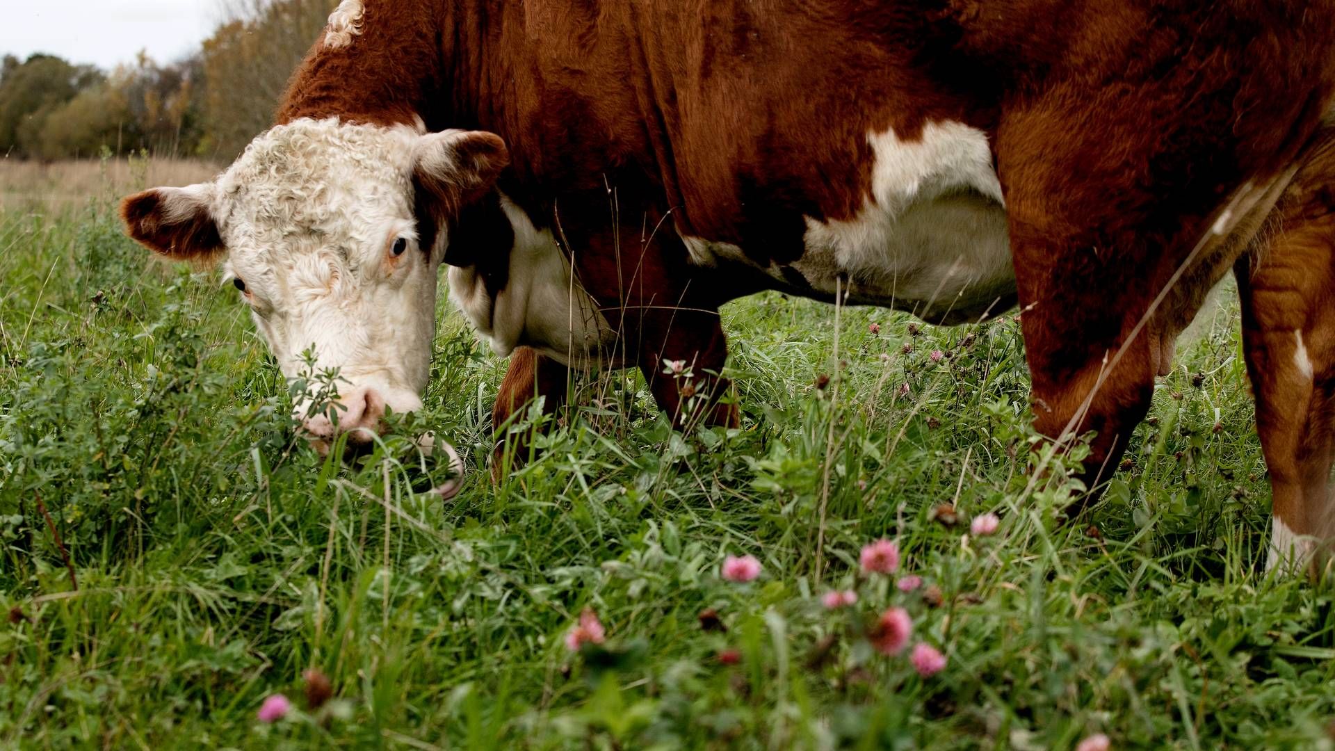 Danish Crowns Beef er blandt Europas største kreaturslagterier. | Foto: Finn Frandsen/Ritzau Scanpix