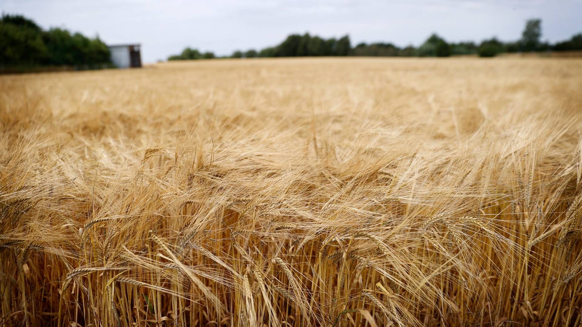 De globale kornlagre ventes at falde det kommende år. Store landbrugsområder er ramt af frost eller tørke, og priserne stiger nu hastigt | Foto: Jens Dresling