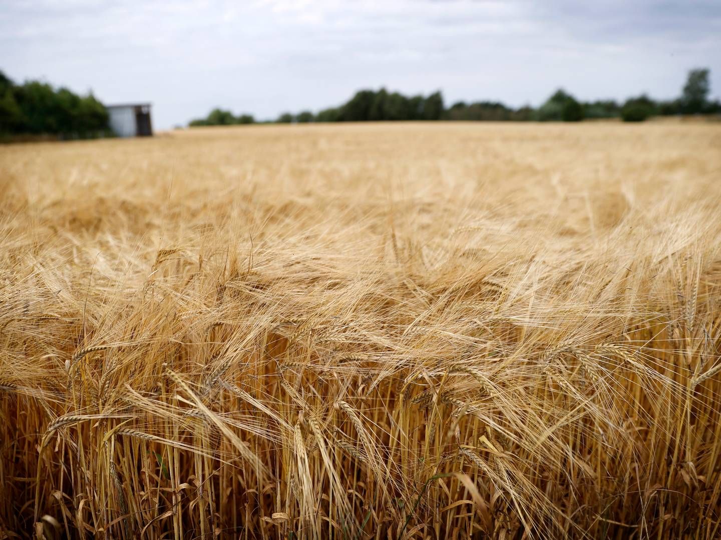 De globale kornlagre ventes at falde det kommende år. Store landbrugsområder er ramt af frost eller tørke, og priserne stiger nu hastigt | Foto: Jens Dresling