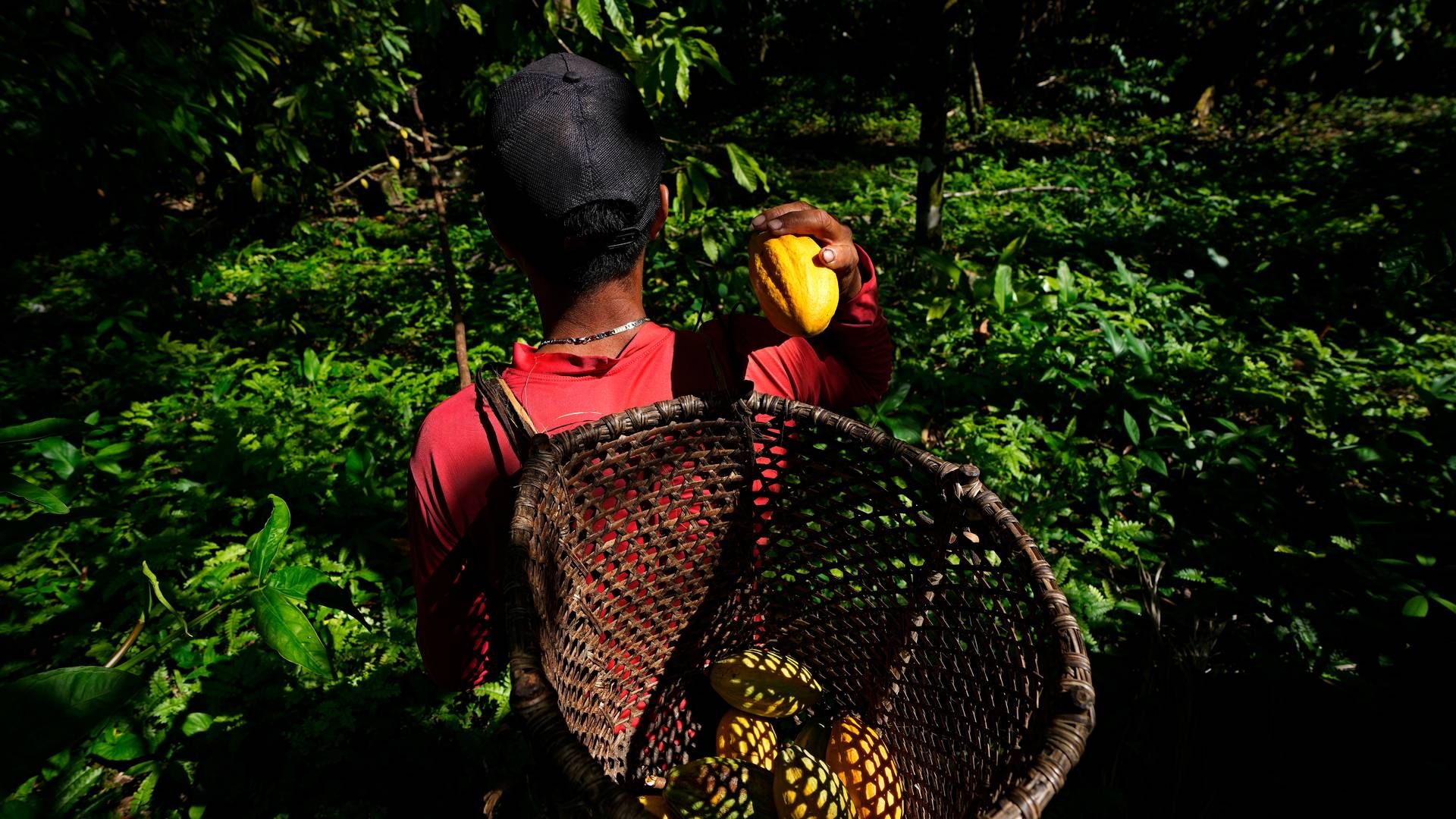 En ny EU-forordning krever at selskaper utsteder en aktsomhetserklæring og sikrer sporbarhet i hele verdikjeden for kakao og andre produkter før de kan markedsføres i EU eller eksporteres fra EU. | Foto: AP Photo/Eraldo Peres