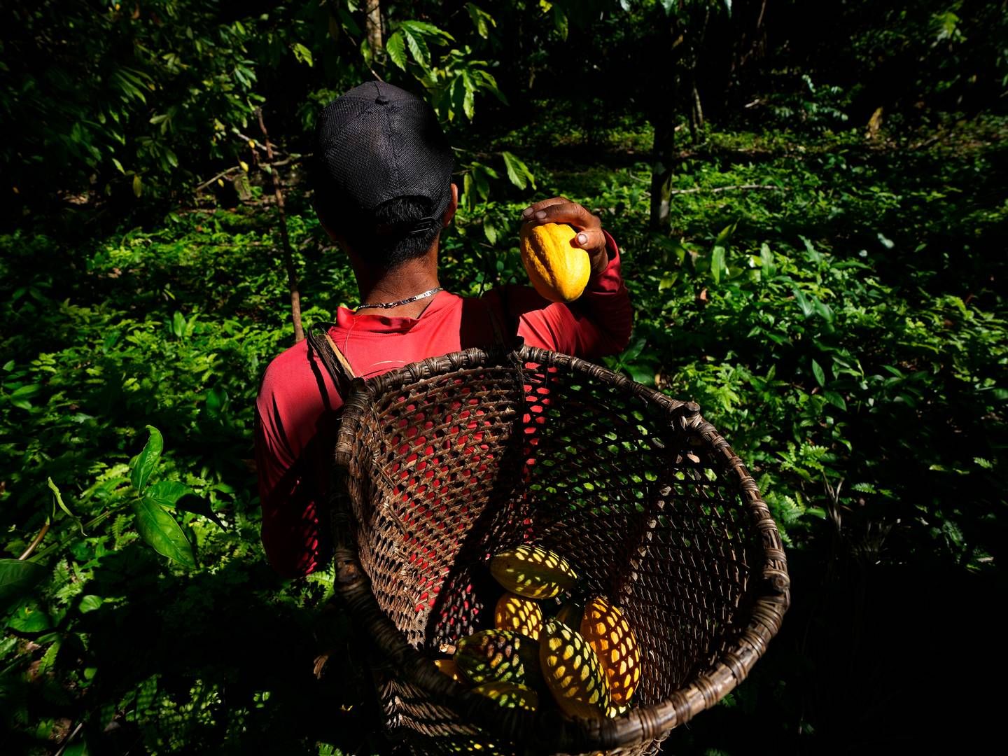 En ny EU-forordning krever at selskaper utsteder en aktsomhetserklæring og sikrer sporbarhet i hele verdikjeden for kakao og andre produkter før de kan markedsføres i EU eller eksporteres fra EU. | Foto: AP Photo/Eraldo Peres
