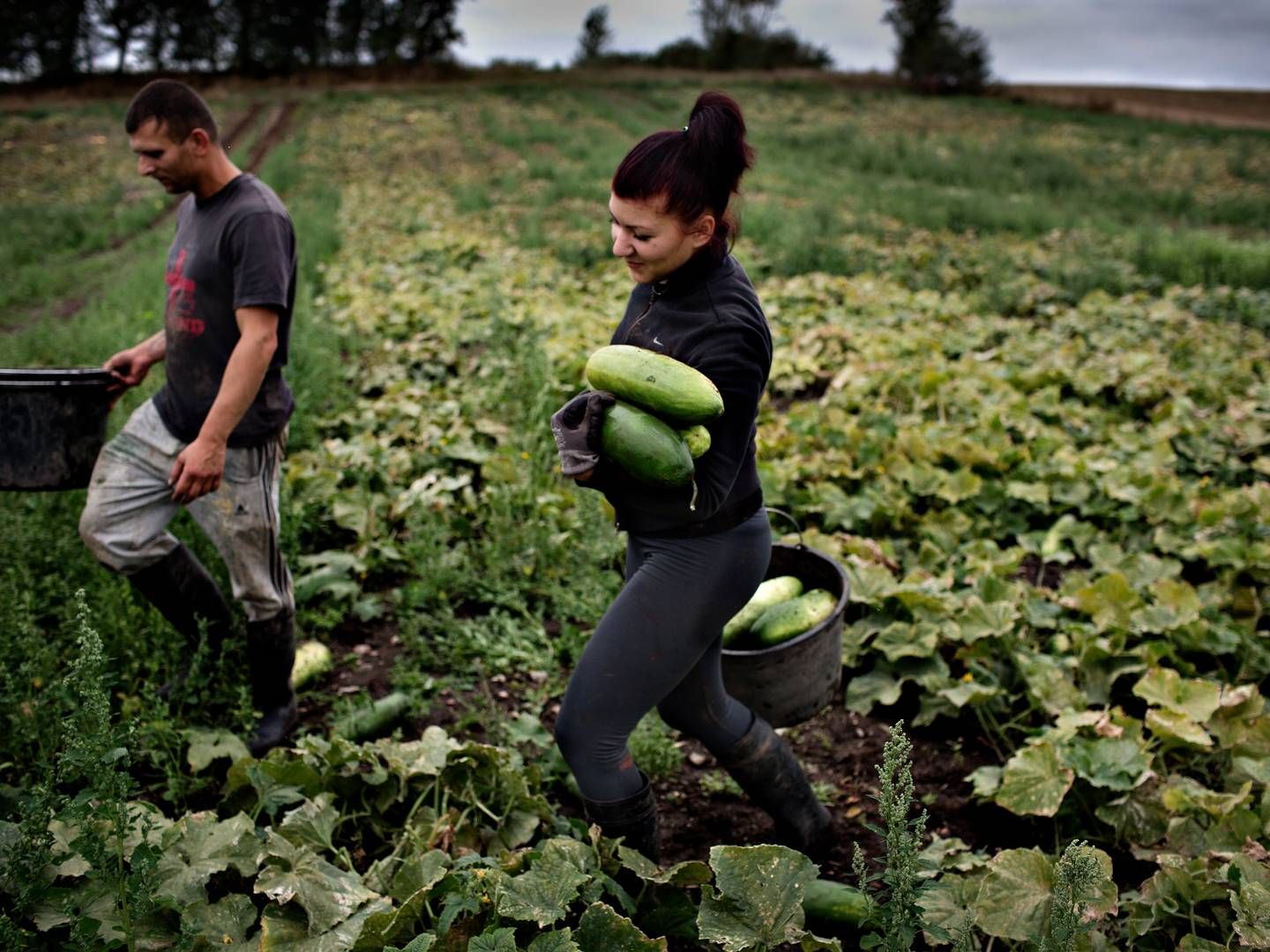 Ifølge analysen 44 pct. af medarbejdere i landbruget udenlandsk baggrund, mens 66,4 pct. af sektorens lønmodtagere i laveste lønkvartil har udenlandsk baggrund. | Foto: Martin Lehmann