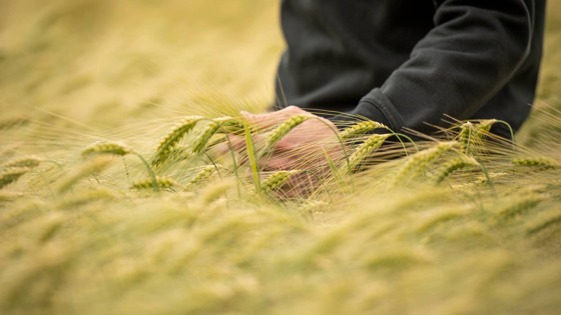 Producenter af korn var i 2023 ramt af bl.a. en dårlig høst. | Foto: Benny Kjølhede