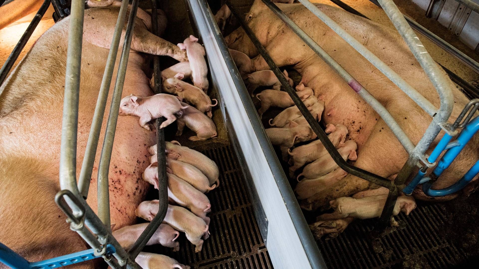 I 2023 oversteg eksporten af levende svin for første gang antallet af slagtninger i Danmark. | Foto: Casper Dalhoff
