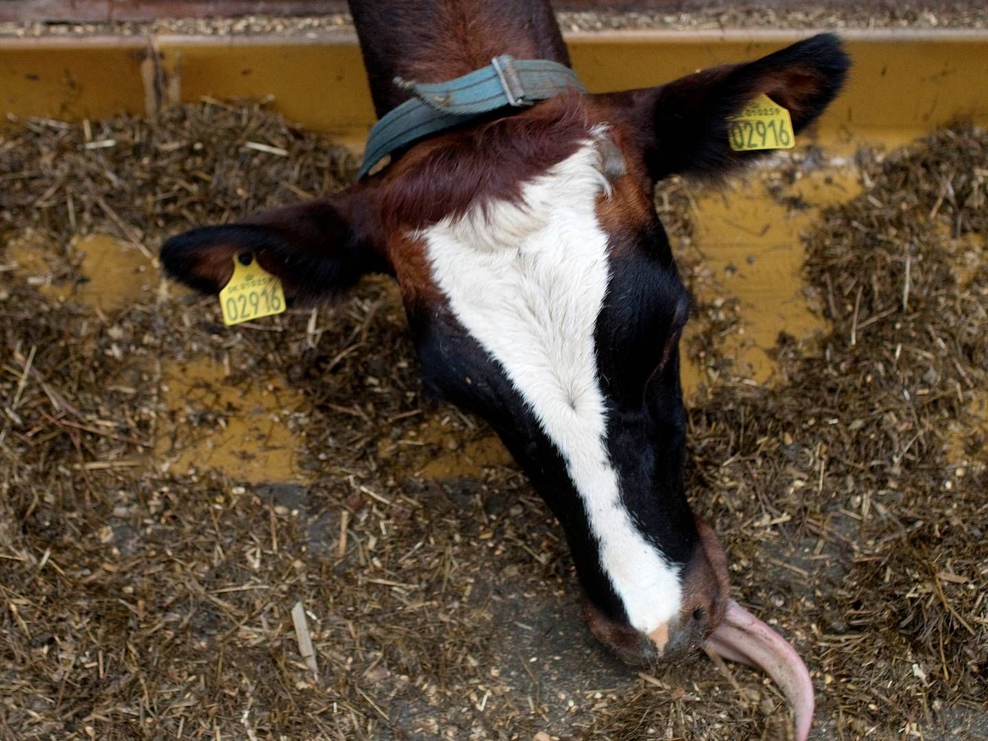 Sygdommen bluetongue smitter ikke mennesker, men kan være dødelig for drøvtyggere, eksempelvis kvæg og får. | Foto: Peter Hove Olesen