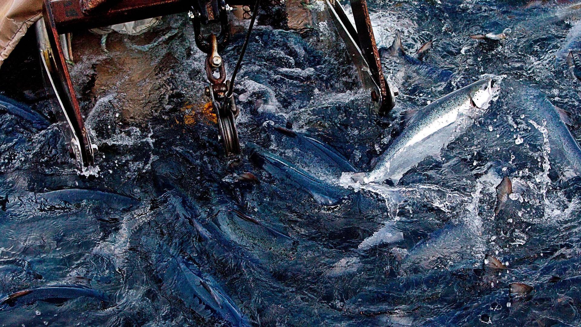 Andfjord Salmon har langsiktig ambisjon om å nå et slaktevolum på 90 000 tonn ferdig sløyd laks, fordelt på Kvalnes, Breivika og Fiskenes på Andøya. | Foto: Terje Bendiksby/NTB Scanpix