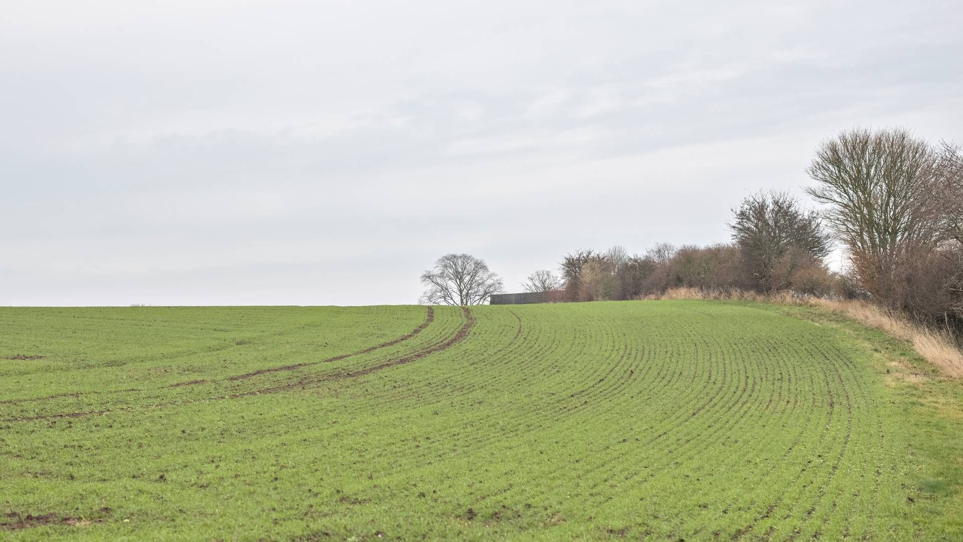 Terra Estate Danica ejer over 1800 hektar landbrugsjord i Danmark. | Foto: Marius Renner