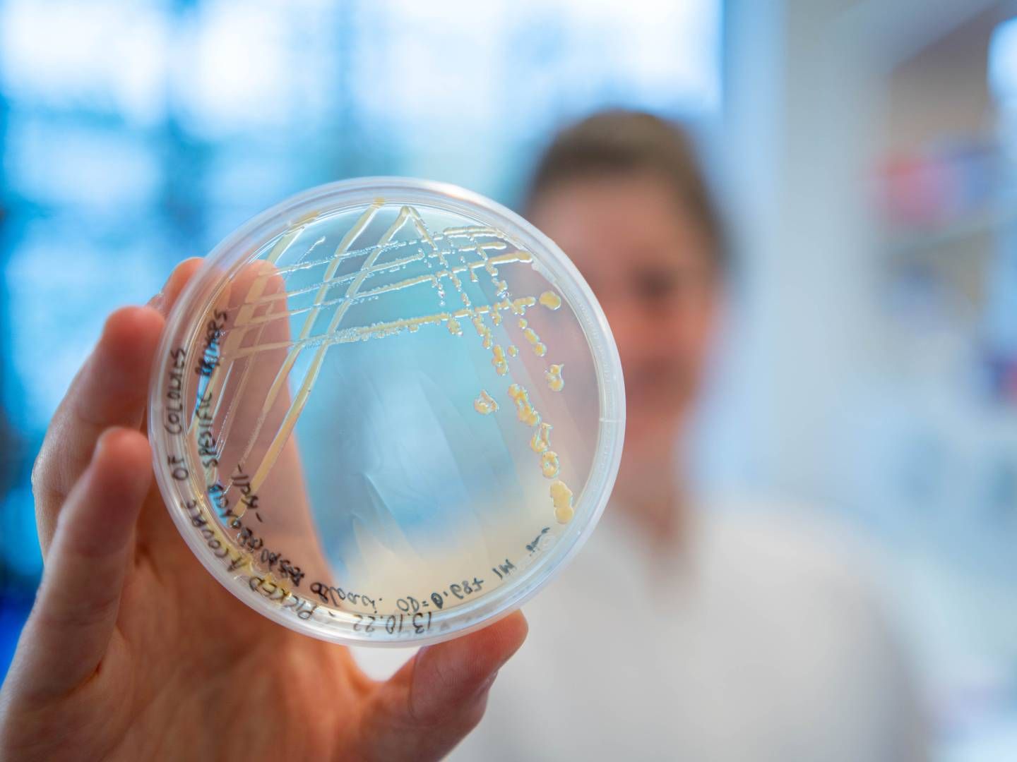 Forskerne ønsker å bruke bakterier til å redusere klimagassutlipp fra landbruket. | Foto: NMBU