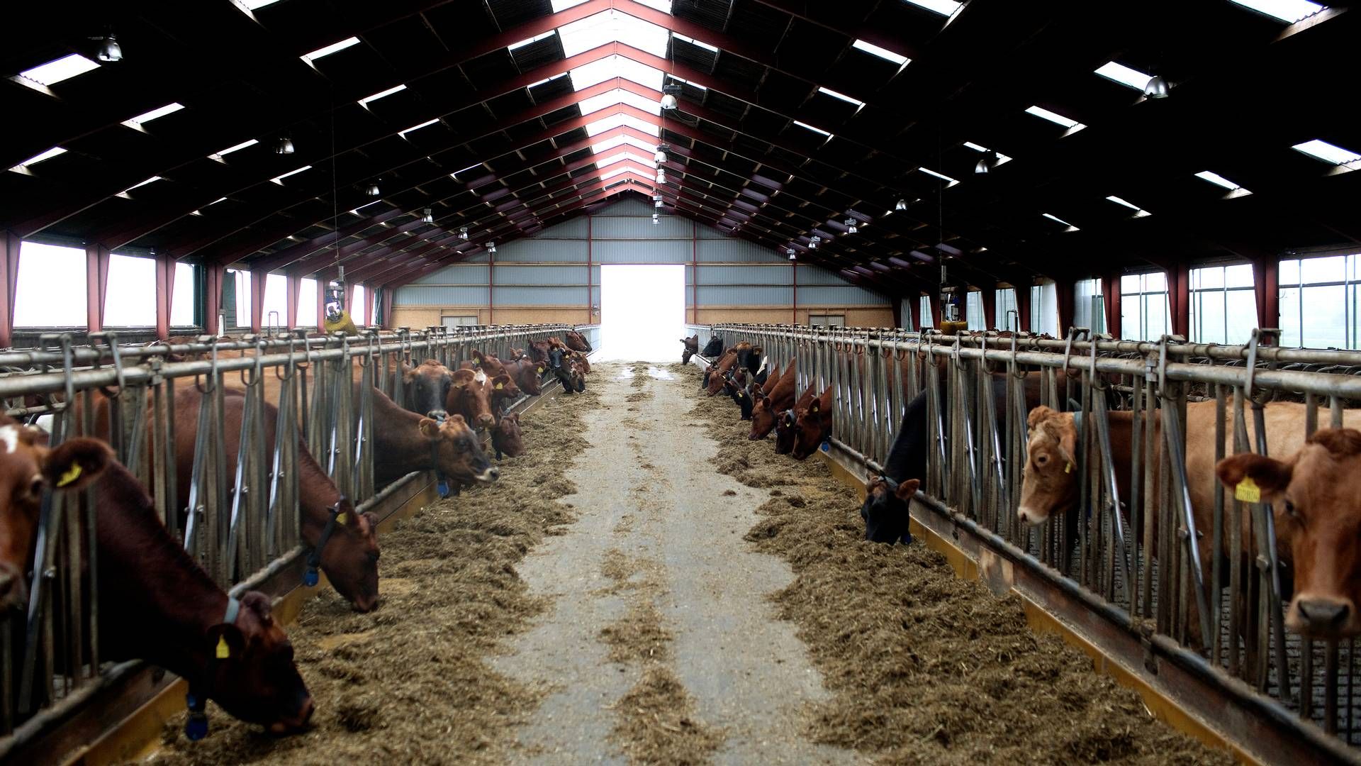 Poul Erik Pedersen forventer at skrue op for kalveproduktionen ifm. opkøbet af en ny ejendom. | Foto: Peter Hove Olesen/Politiken/Ritzau Scanpix