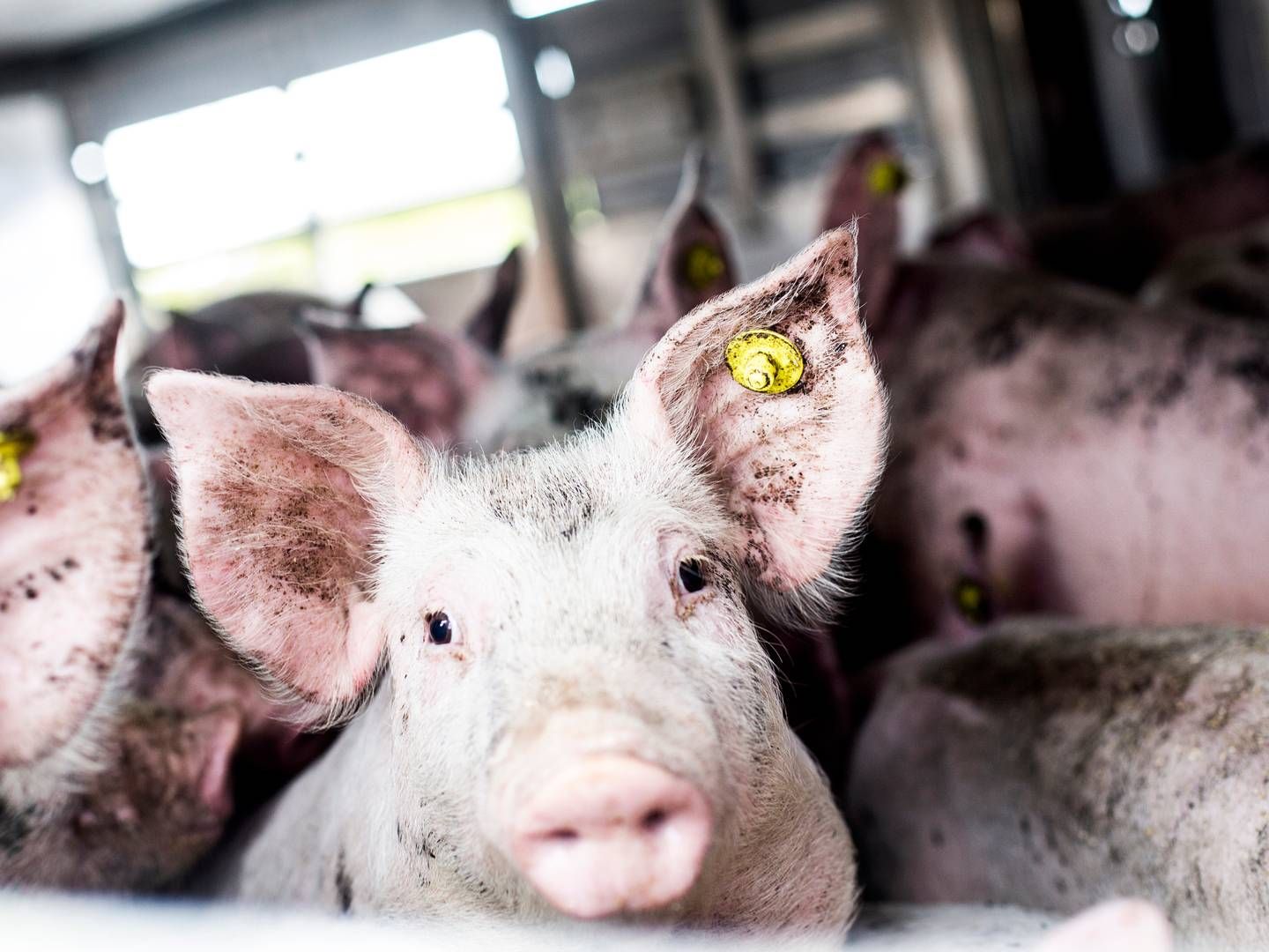 En virksomhed, der transporterer grise i Danmark, er blevet idømt en bøde for at være ansvarlig for, at to grise blev behandlet groft uforsvarligt. | Foto: Janus Engel