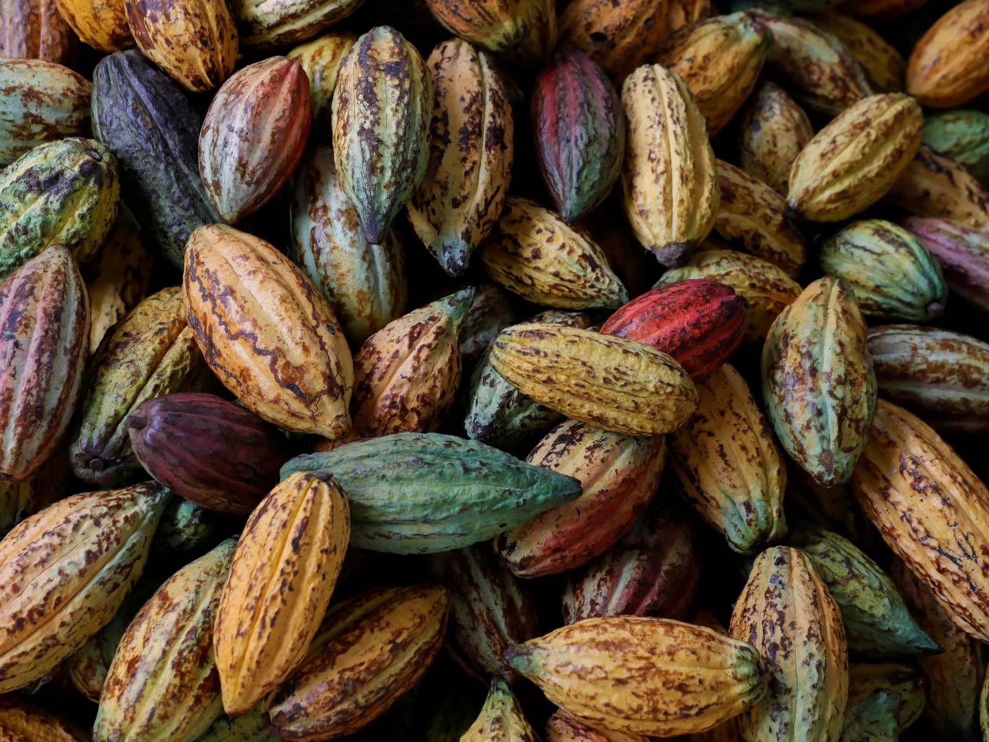 Prisen på kakaobønner har sat rekord på rekord de seneste måneder. | Foto: Jose Cabezas