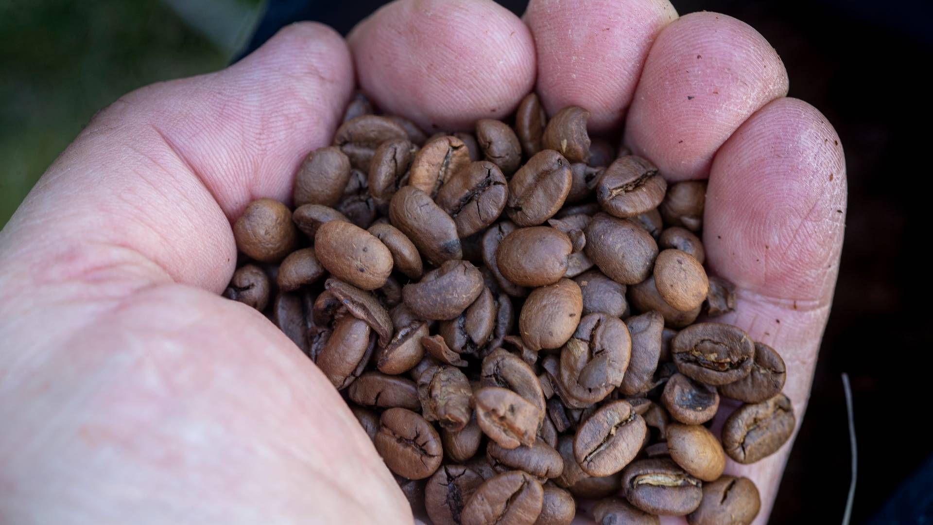 Årets innhøsting av kaffebønner i Vietnam starter først i oktober, men avlingene blir trolig 15–20 prosent mindre enn normalt, opplyser Vietnams kaffe- og kakaoforening. | Foto: Terje Pedersen, NTB Scanpix