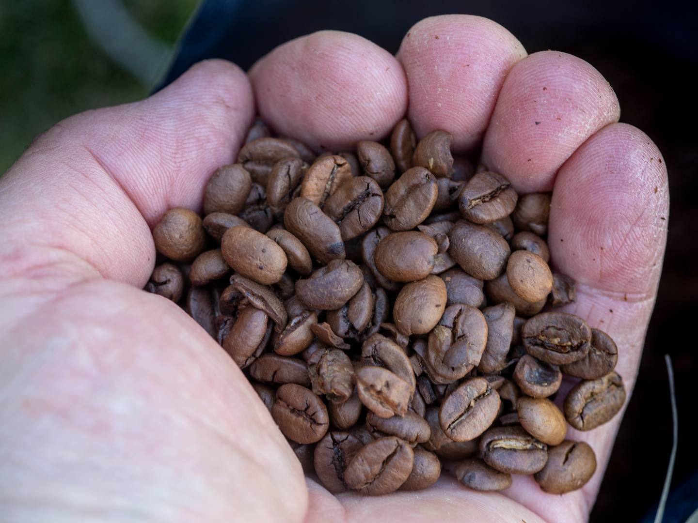 Årets innhøsting av kaffebønner i Vietnam starter først i oktober, men avlingene blir trolig 15–20 prosent mindre enn normalt, opplyser Vietnams kaffe- og kakaoforening. | Foto: Terje Pedersen, NTB Scanpix