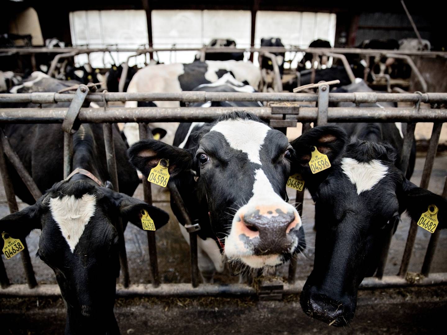 I løbet af foråret har forskellige amerikanske delstater været ramt af fugleinfluenza hos malkekøer. | Foto: Joachim Adrian