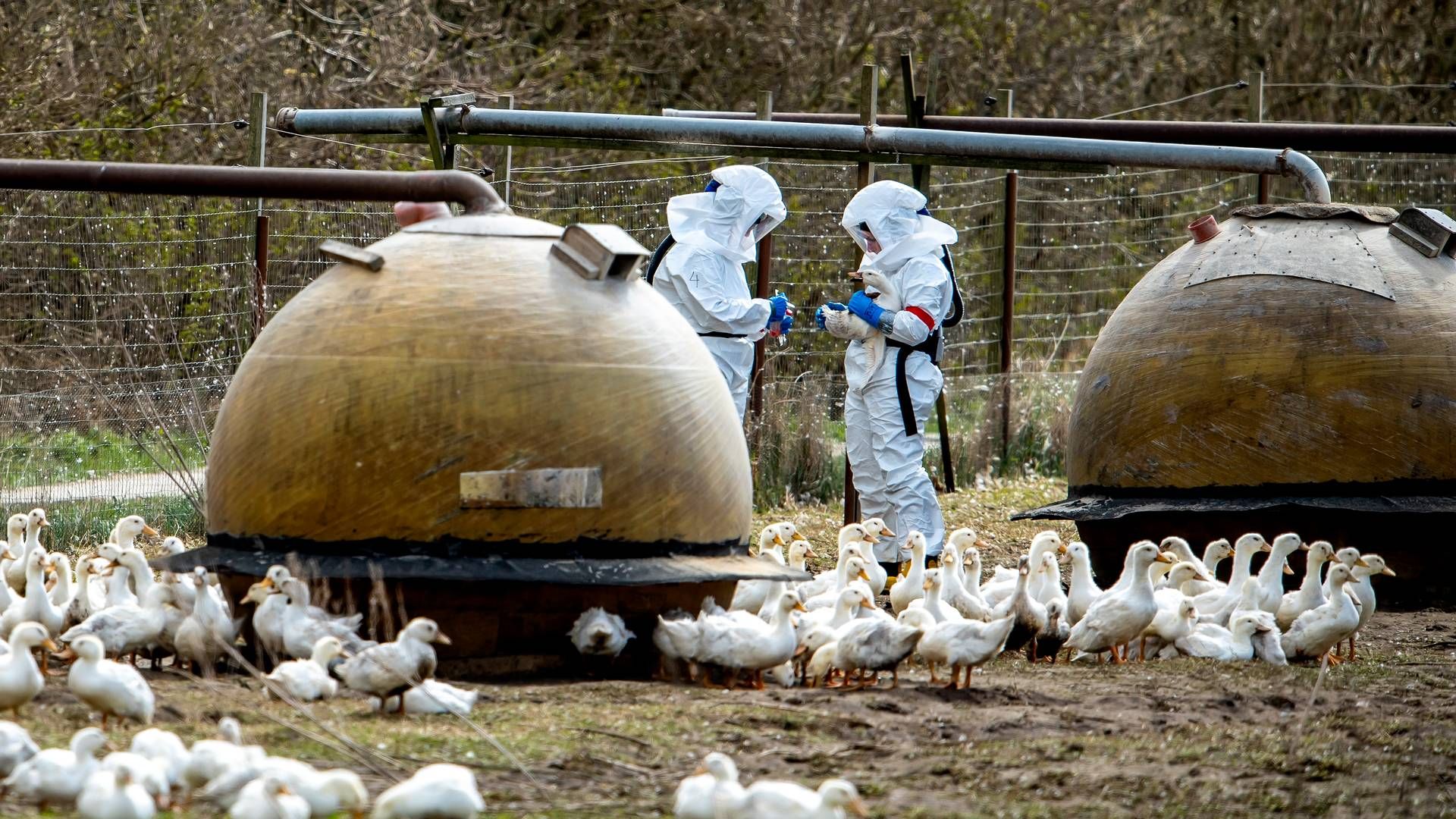 Fugleinfluenza spreder sig i store dele af verden. | Foto: René Schütze