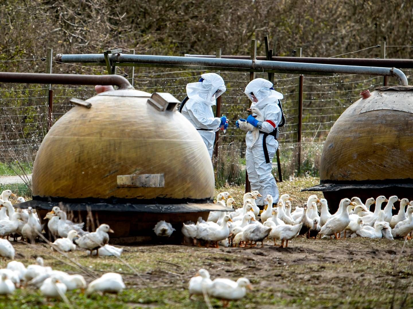 Fugleinfluenza spreder sig i store dele af verden. | Foto: René Schütze