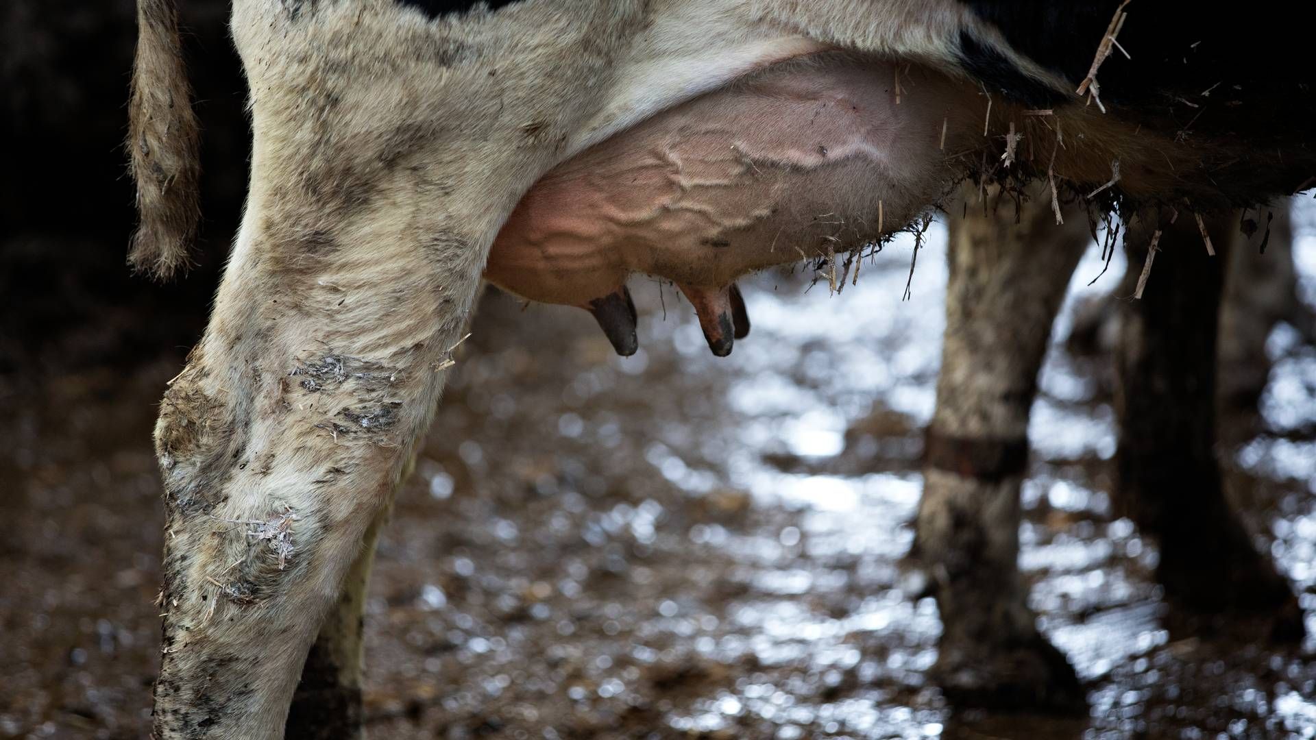 Kvæg, der er smittet med fugleinfluenza, oplever nedsat mælkeproduktion, fordøjelsesproblemer, feber og nedsat appetit. | Foto: Jacob Ehrbahn
