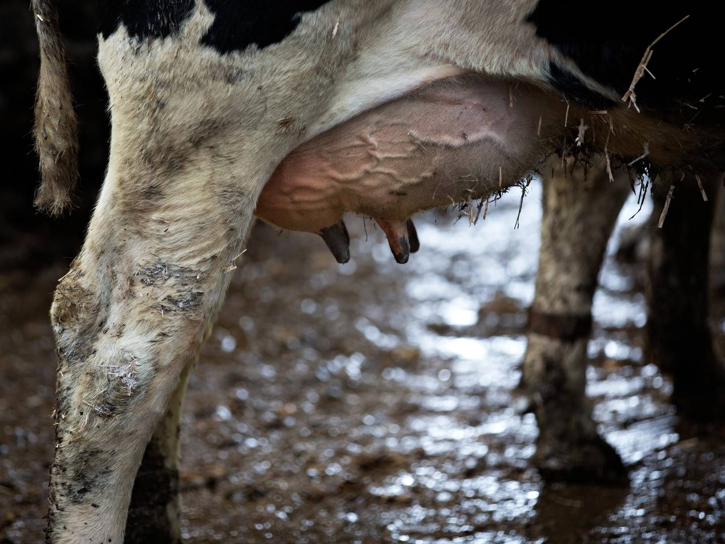 Kvæg, der er smittet med fugleinfluenza, oplever nedsat mælkeproduktion, fordøjelsesproblemer, feber og nedsat appetit. | Foto: Jacob Ehrbahn