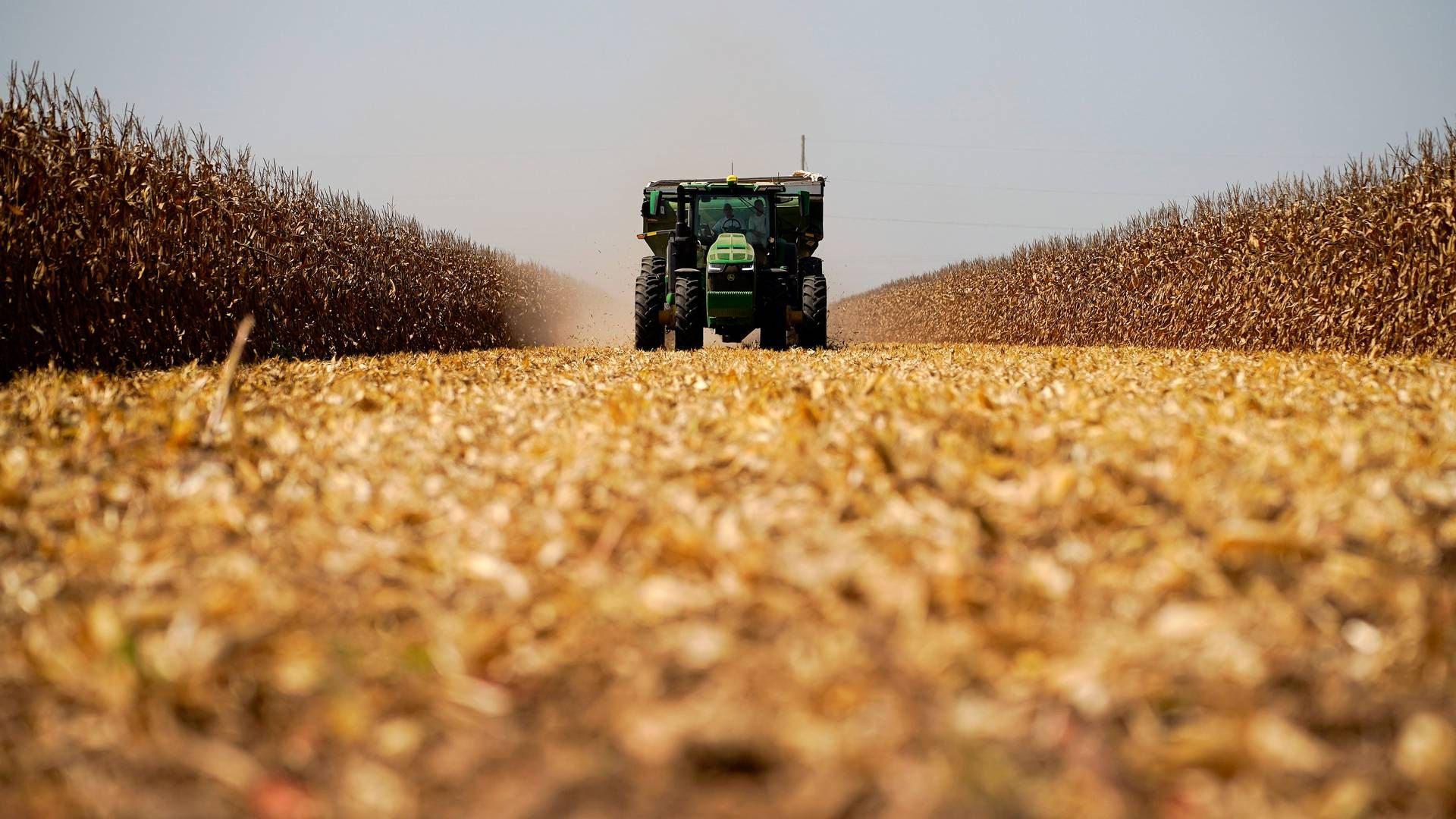 Økte kostnader på korn. | Foto: AP Photo/John Locher