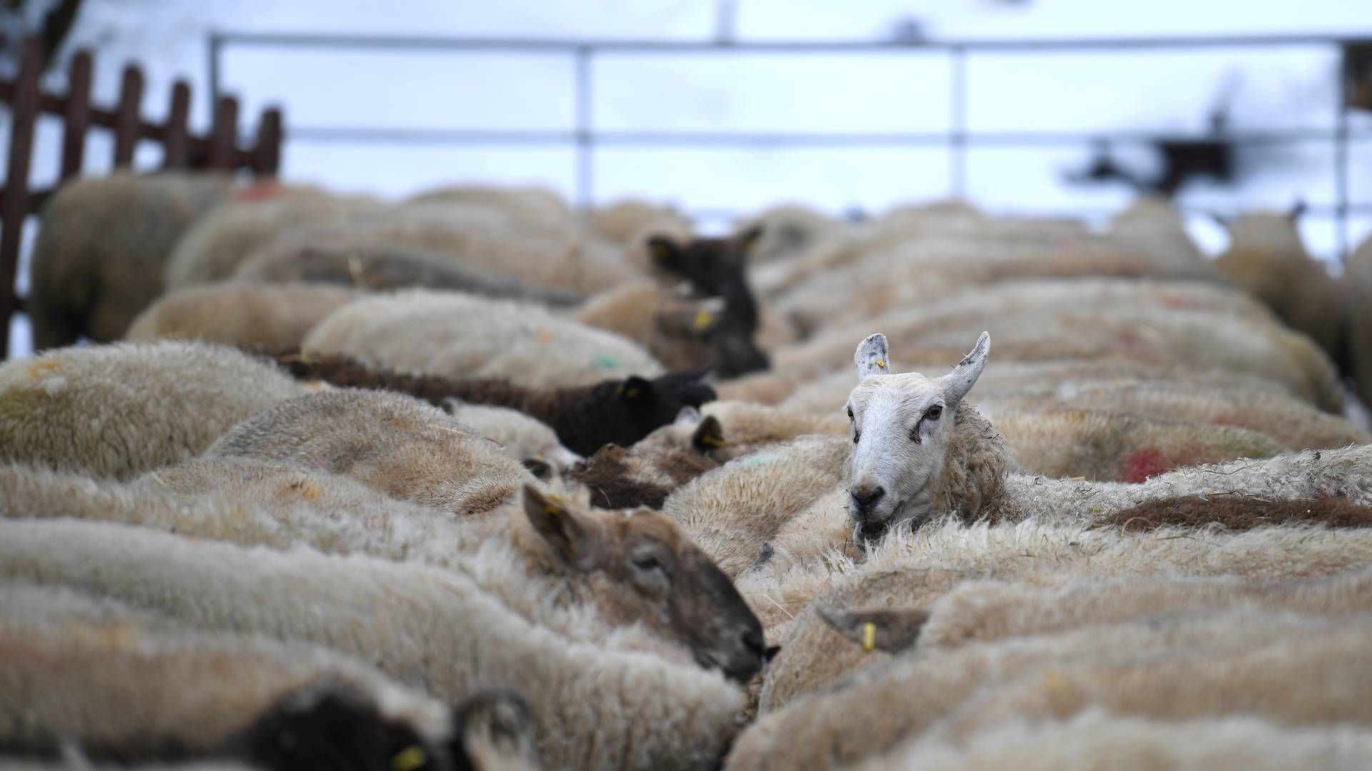 I New Zealand er der godt 10 mio. kvæg og 26 mio. får — og en befolkning på ca. 5,2 mio. | Foto: Clodagh Kilcoyne/Reuters/Ritzau Scanpix