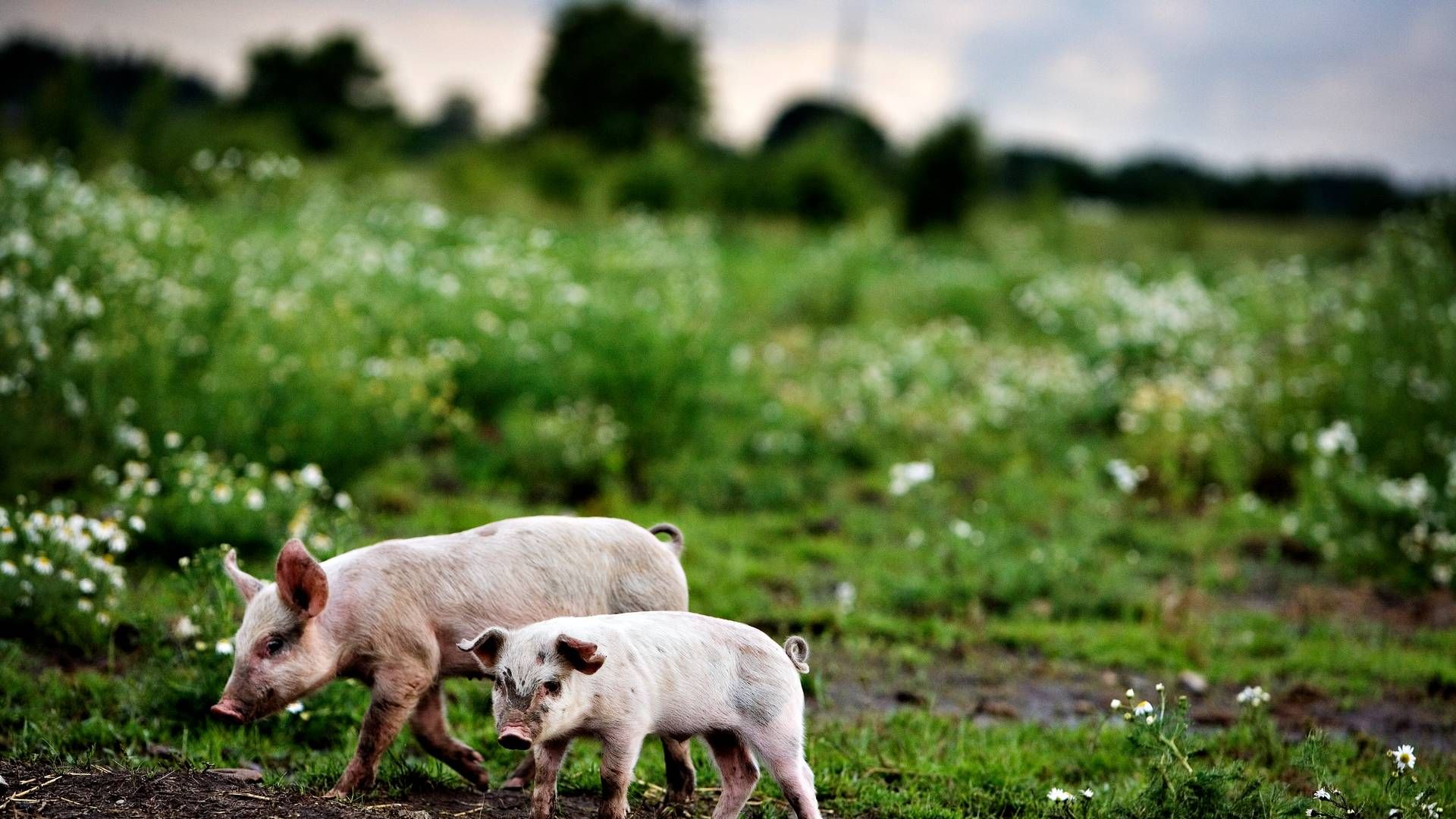 Mere end 250 mio. kr. blev der sidste år udbetalt til unge landbrugere. | Foto: Martin Lehmann