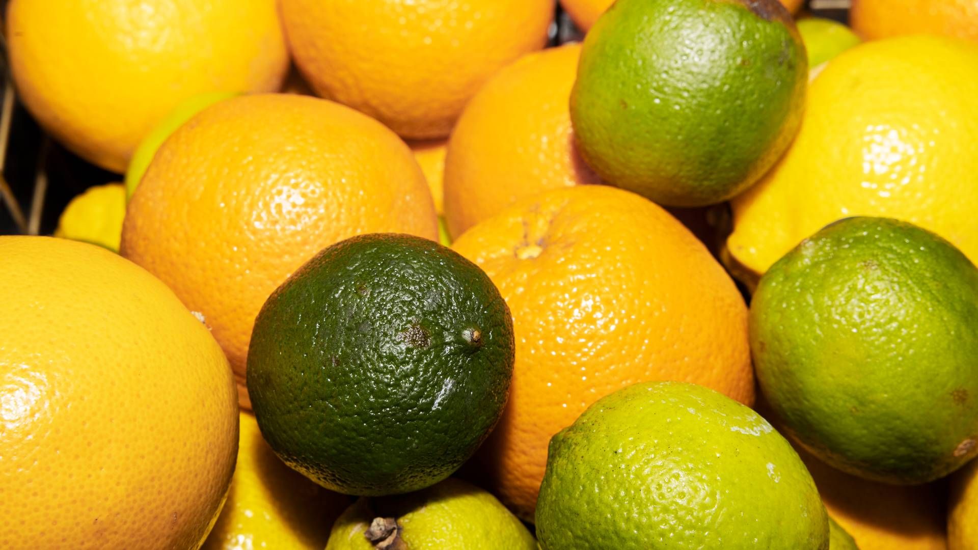 CP Kelco producerer blandt andet produktet pektin, der udvindes fra citroner og sælges globalt. | Foto: Thomas Borberg/Ritzau Scanpix