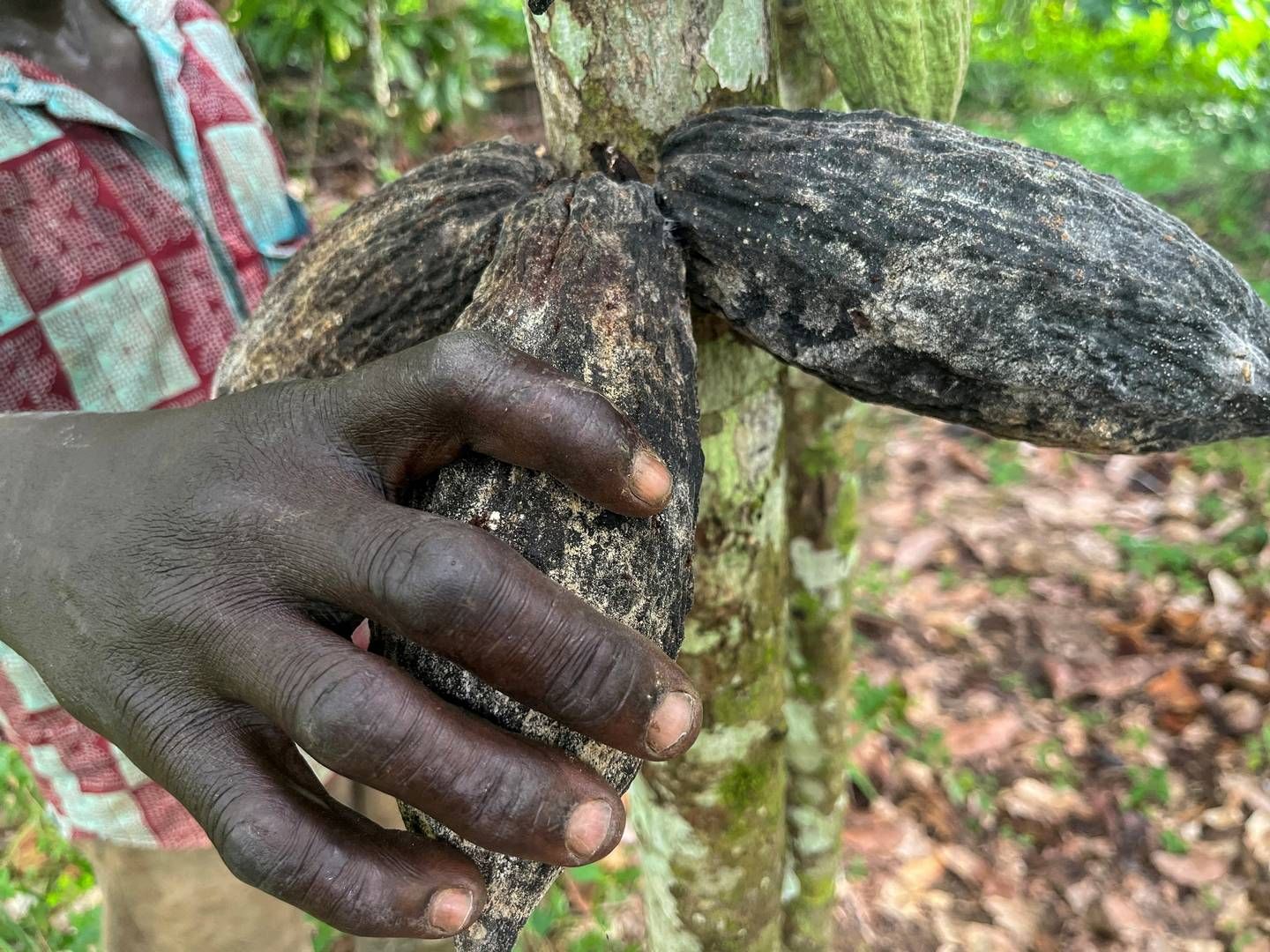 Ifølge Reuters smugler ghanesiske bønder også kakaobønner til nabolandene for at sælge dem til en højere pris end statens indkøbspris. | Foto: Ange Aboa