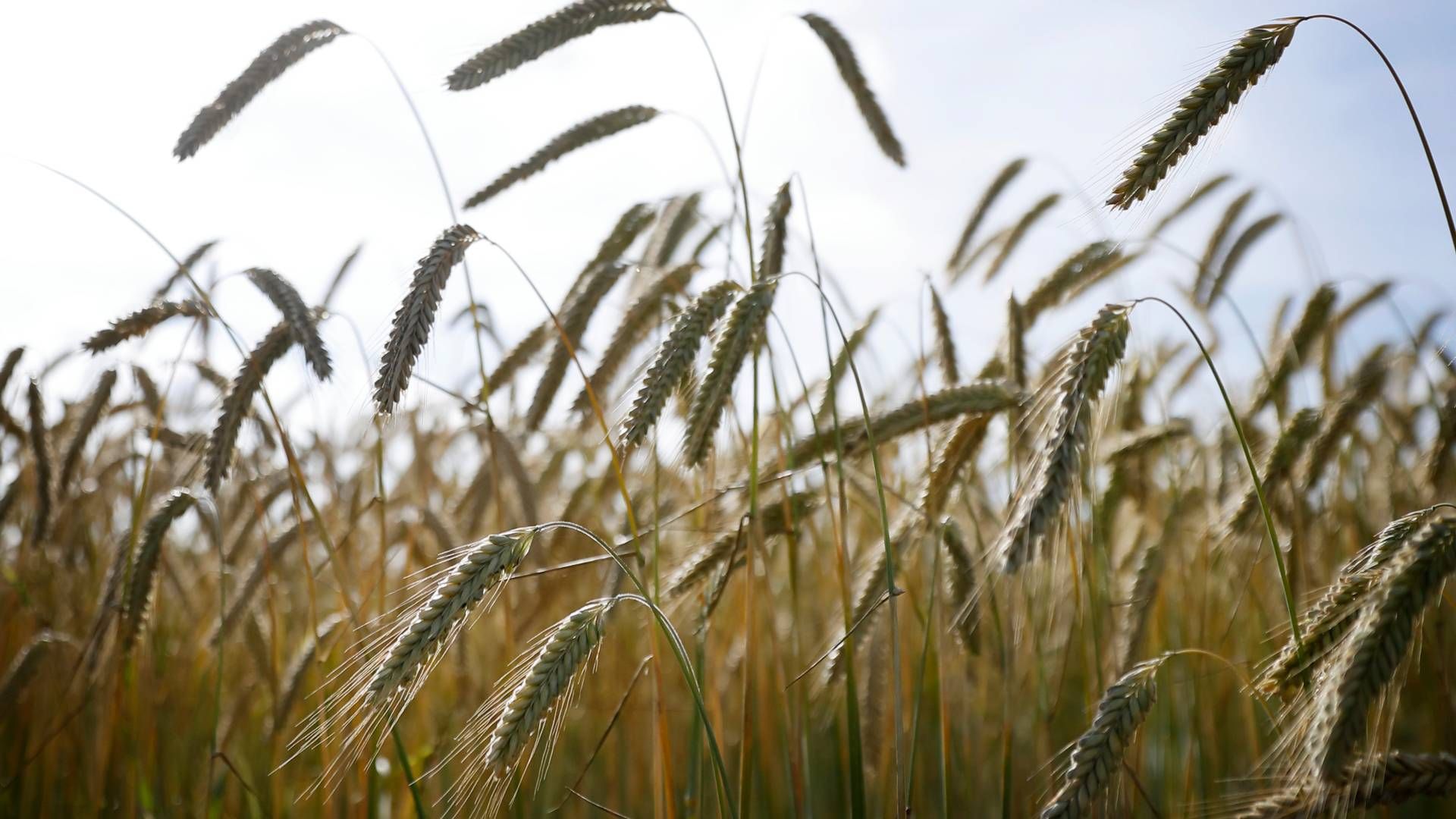 Billige ukrainske landbrugsvarer som korn har ifølge Polen presset lokale landmænd. | Foto: Jens Dresling
