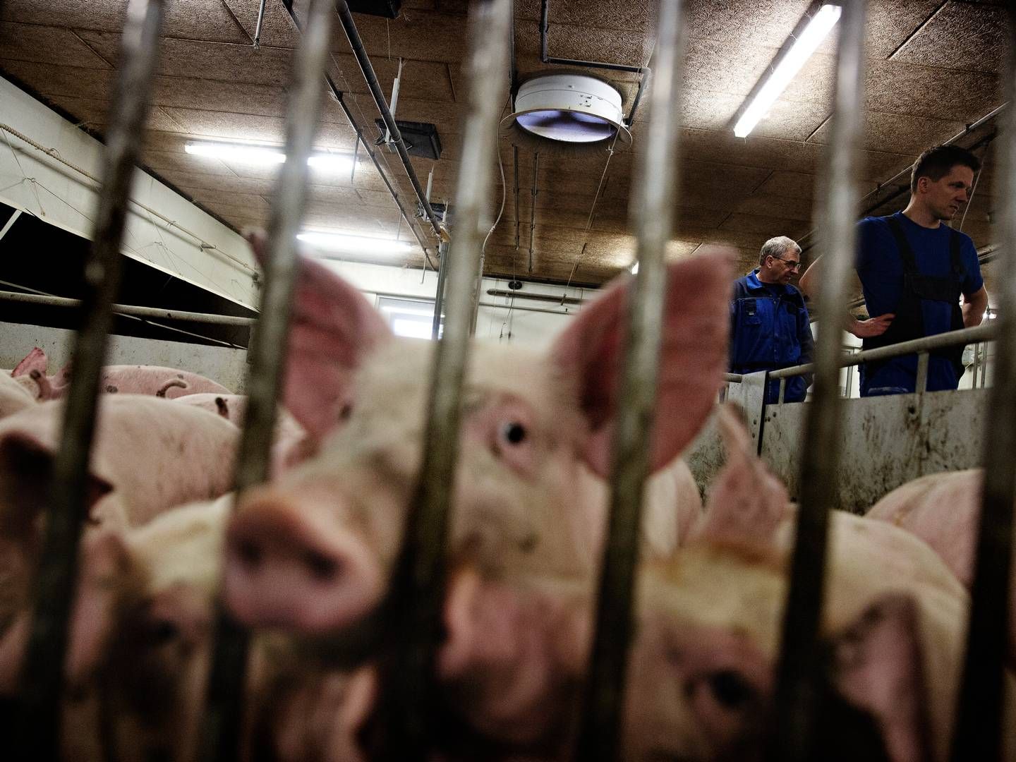 En sjællandsk svineproducent skal i fængsel, efter en dom onsdag i Holbæk. | Foto: Martin Lehmann