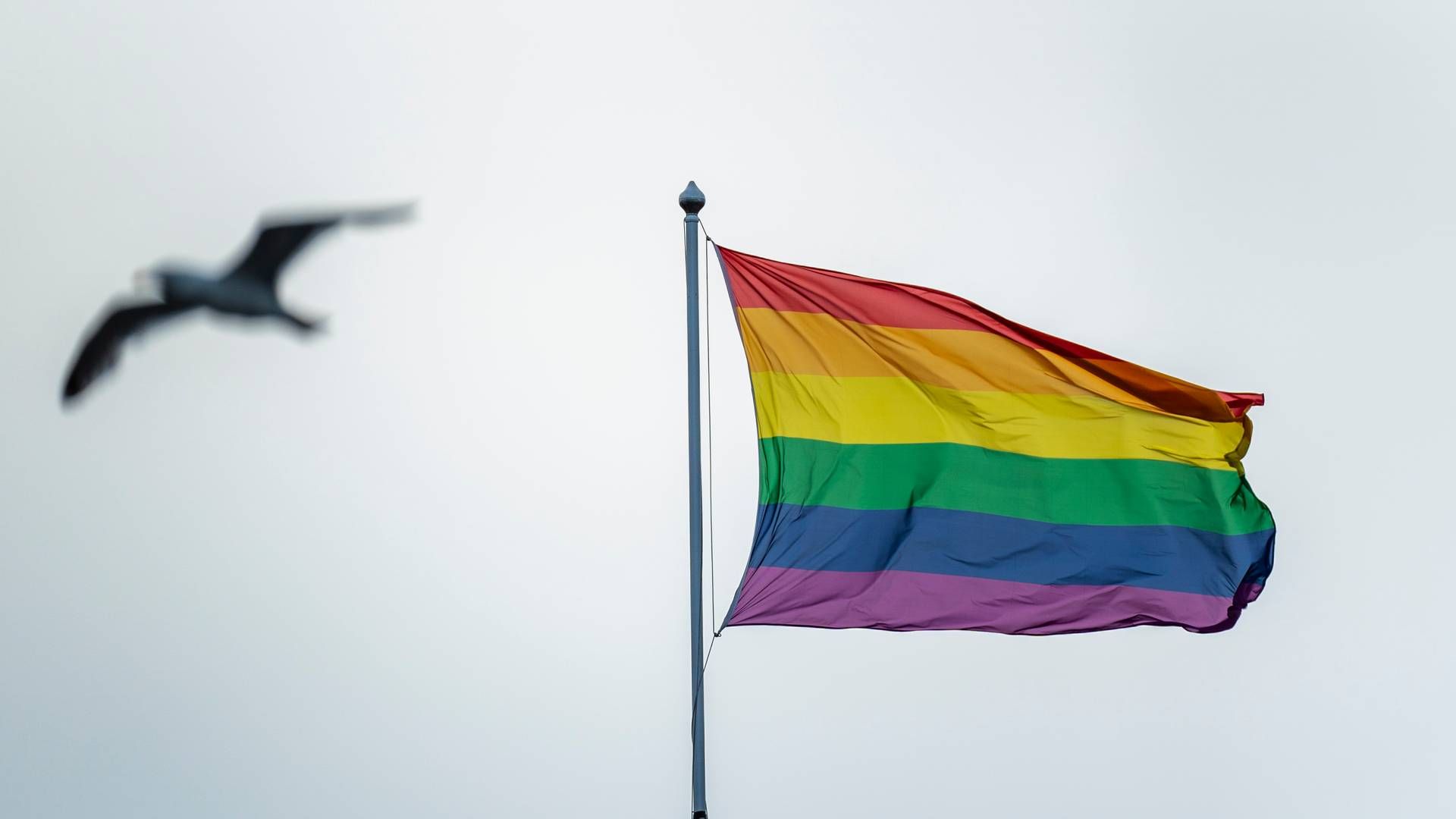 PRIDE: Prideflagg i mange varianter vaier rundt i Norge i pride-måneden juni. Dagligvarekjedene har sin egen måte å markere Pride på. | Foto: Håkon Mosvold Larsen / NTB
