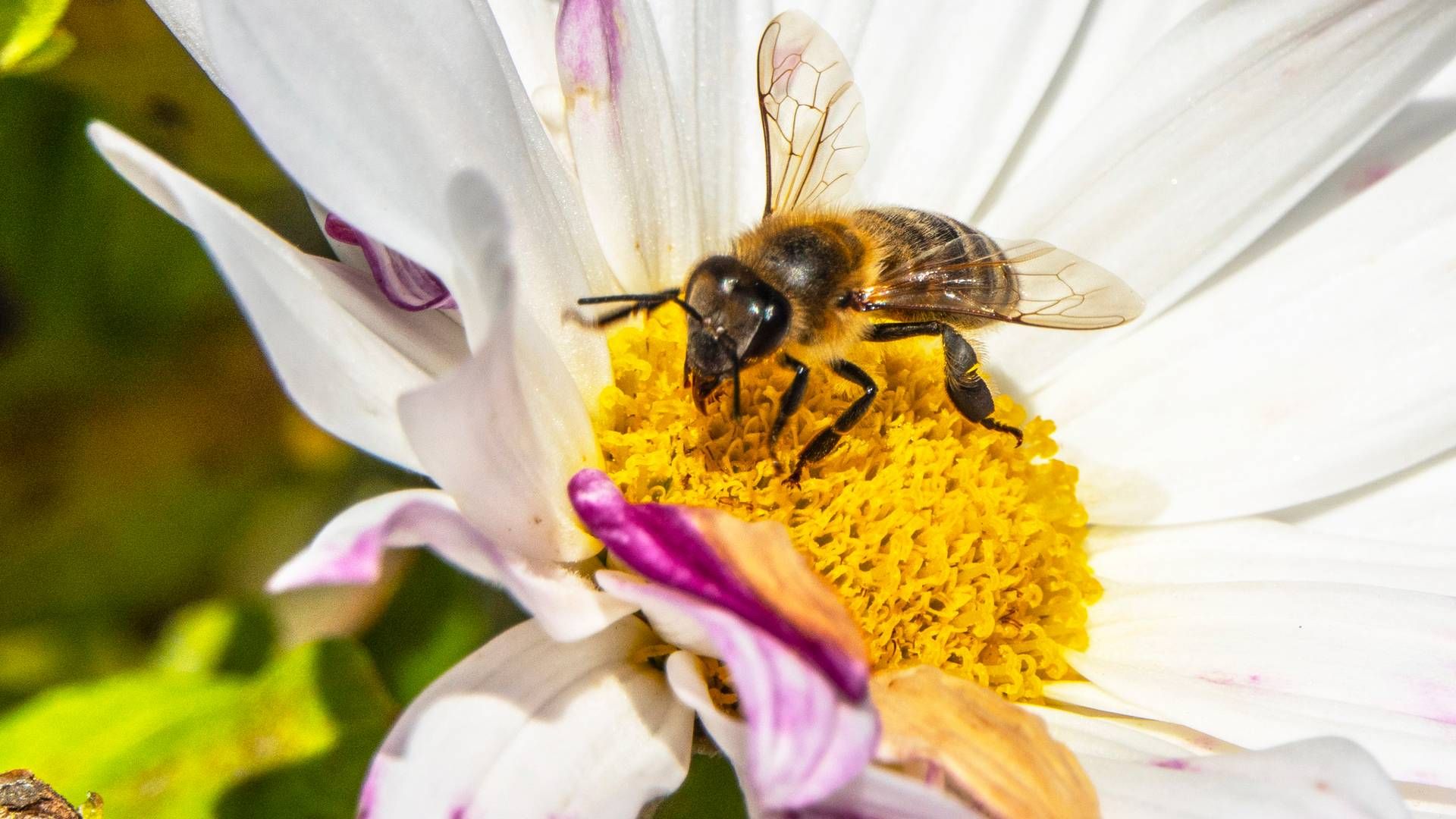 Hold av honningbier innebærer lav risiko for de fleste bestander av ville pollinerende insekter i Norge, viser ny rapport. | Foto: Halvard Alvik / NTB