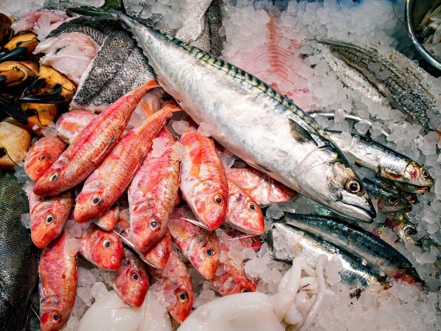 Kangamiut Seafood handler med fisk og skaldyr og er en del af den store, danske fiskekoncern Kangamiut Group. | Foto: Miriam Dalsgaard/Ritzau Scanpix.