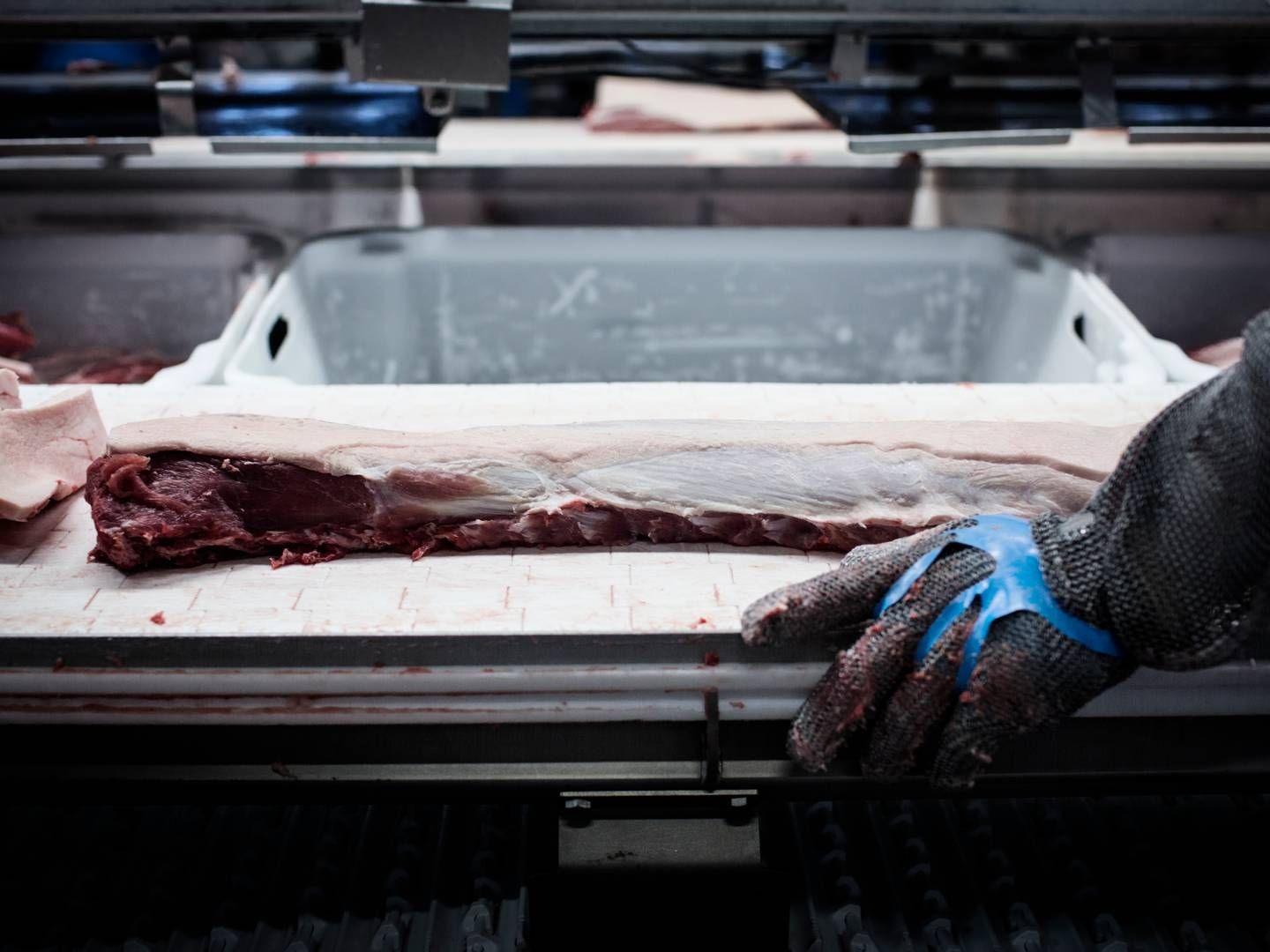 Kina er verdens suverænt største marked for svinekød, og Danmark eksporterer store mængder kød dertil hvert år. | Foto: Thomas Emil Sørensen