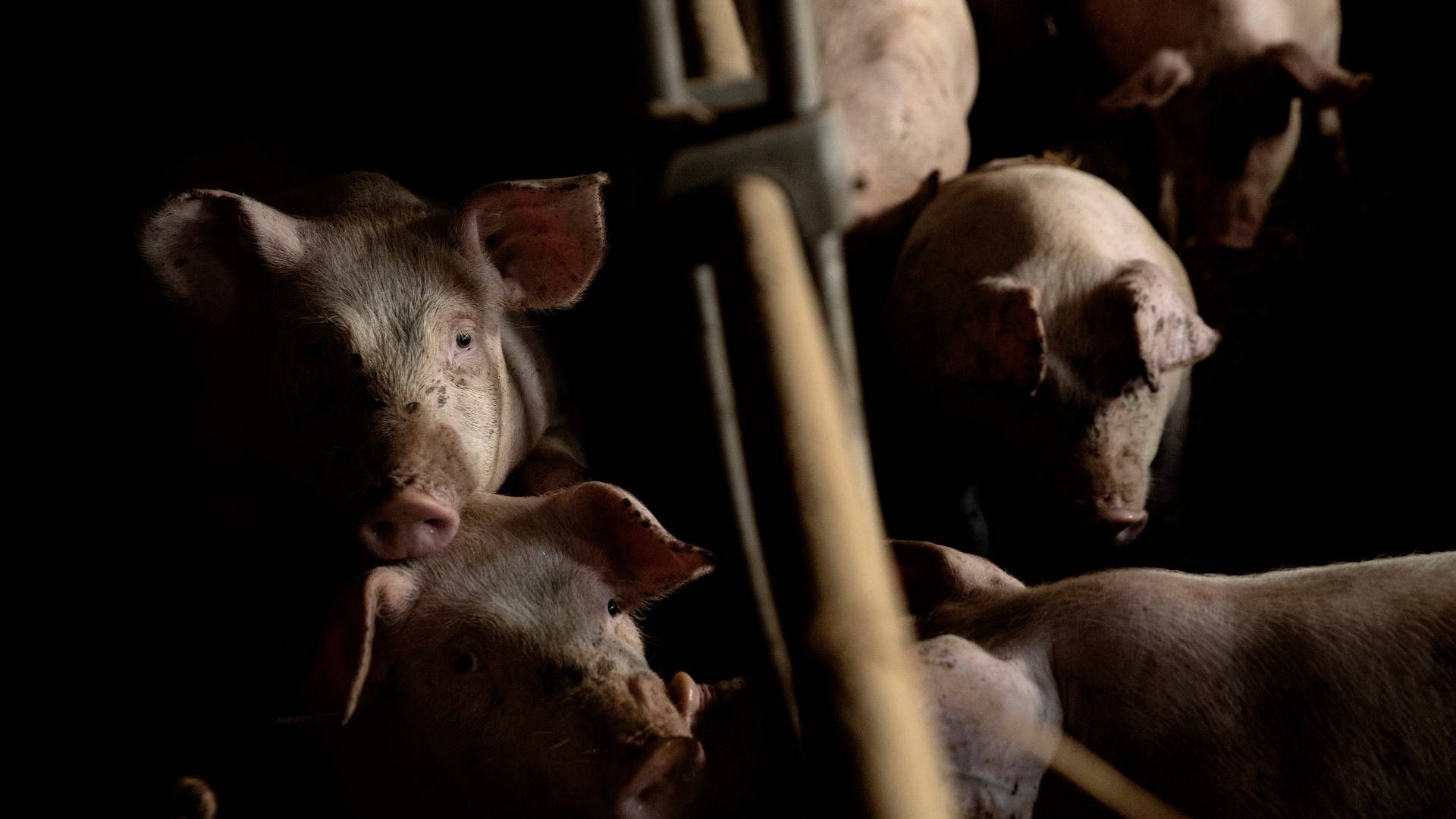 Ifølge Danske Slagterier kan den danske svinekødsindustri blive "utrolig hårdt ramt" af kinesiske restriktioner. (ARKIV) | Foto: Peter Hove Olesen