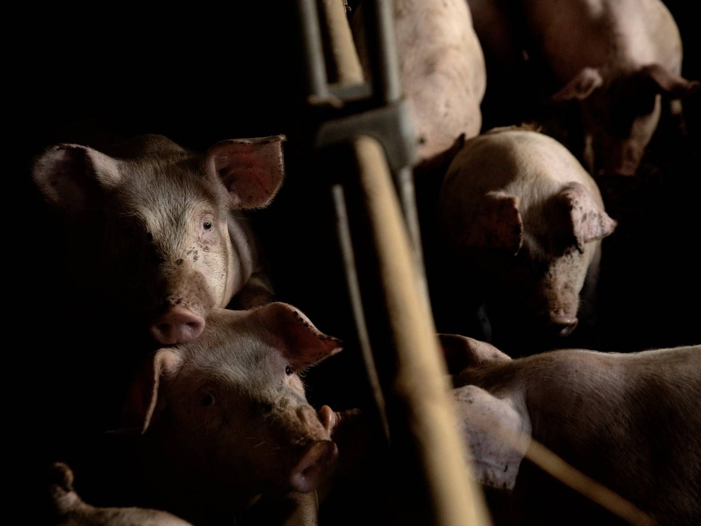 Ifølge Danske Slagterier kan den danske svinekødsindustri blive "utrolig hårdt ramt" af kinesiske restriktioner. (ARKIV) | Foto: Peter Hove Olesen