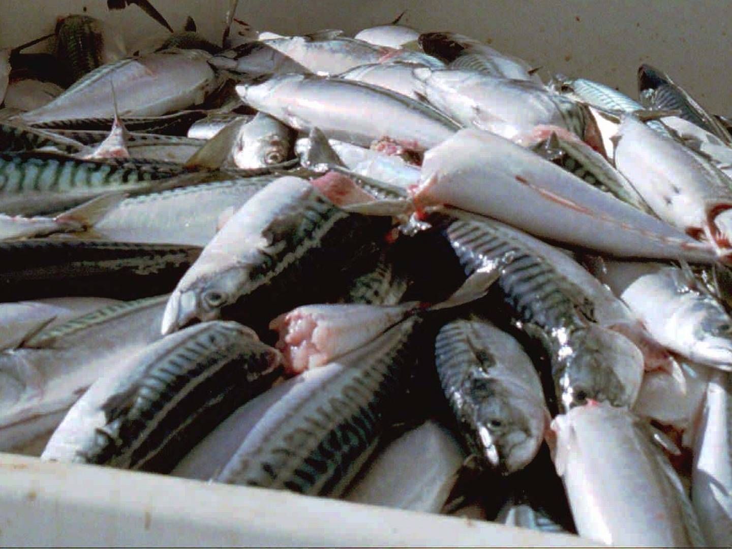 I fjor omsatte norske fartøy makrell til en førstehåndsverdi på cirka 3,8 milliarder norske kroner. | Foto: KJELL HERSKEDAL