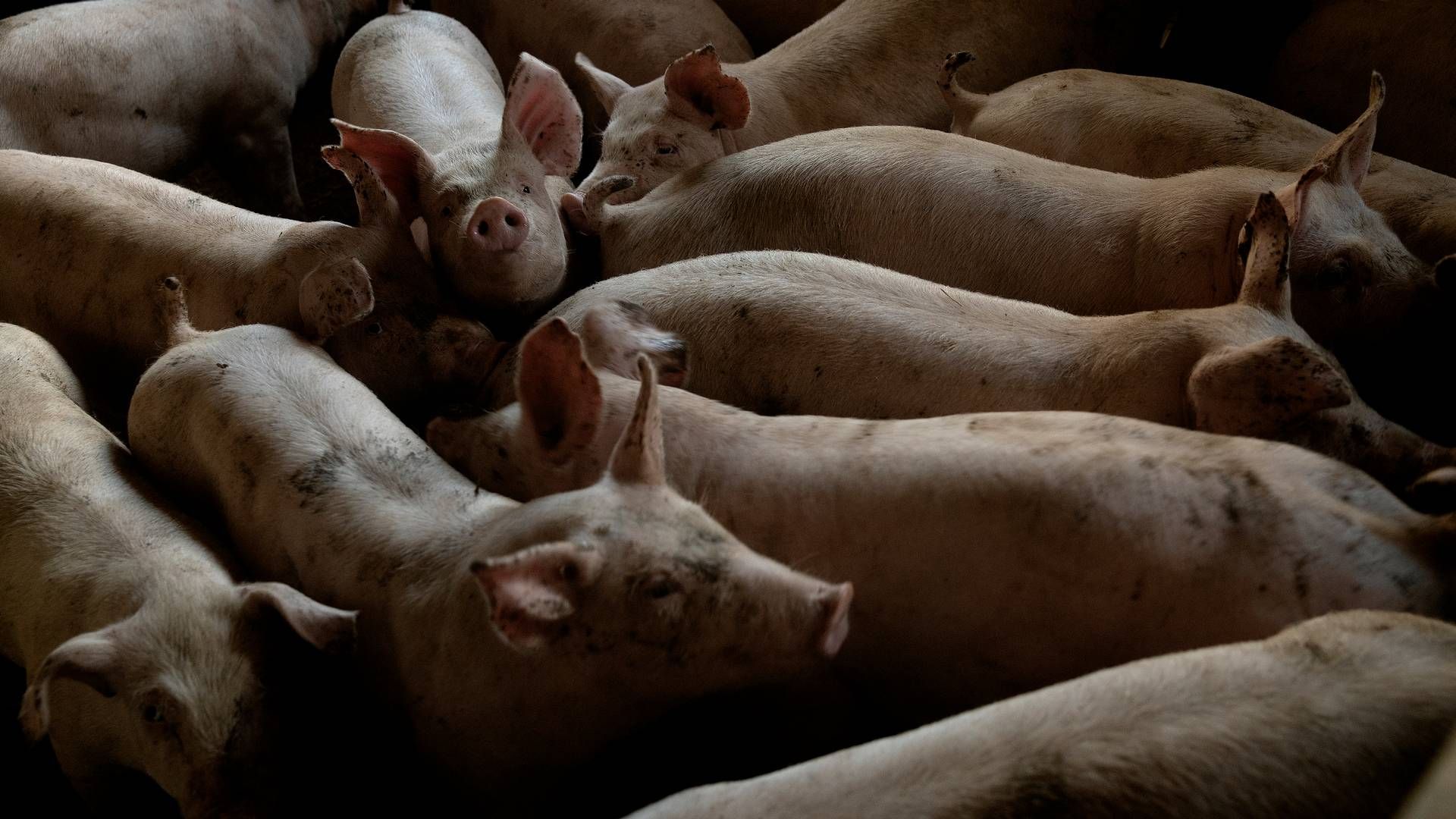 Carsten Lund Thomsens investeringer dækker især svineproduktion i Slovakiet, Litauen og Rusland. | Foto: Peter Hove Olesen