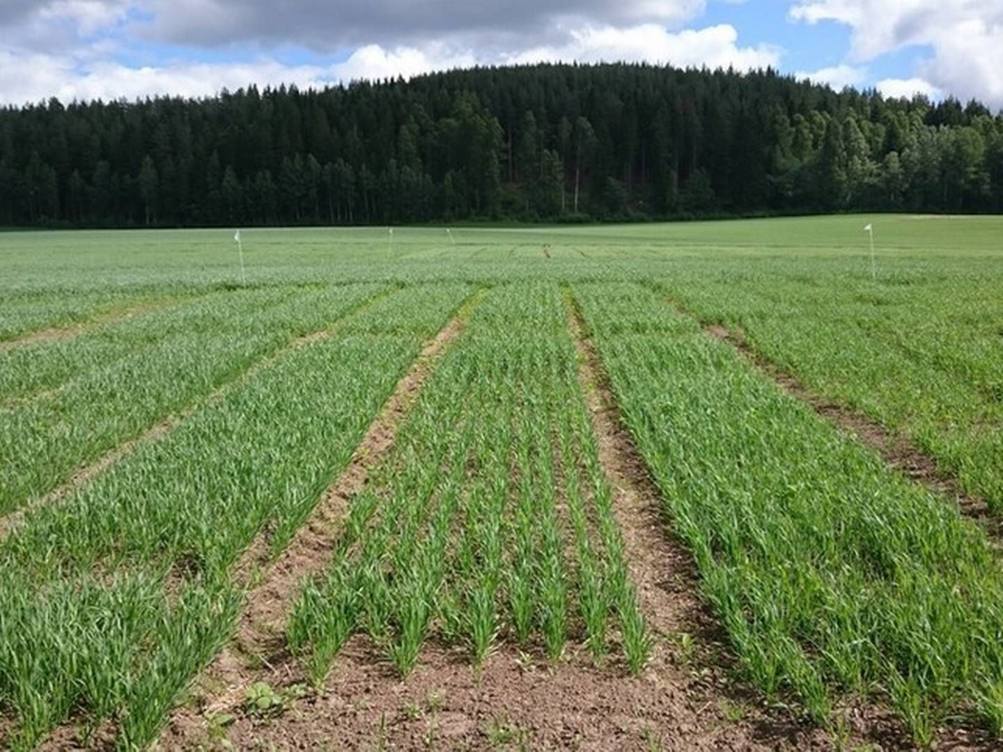 Det kan være vanskelig å vite sprøytetidspunkt i havre, ettersom blomstringa kan være ujevn. Nobios blomstringsmodell i VIPS vil kunne hjelpe å anslå tidspunkt. | Foto: Karstein Brøndbo / Norsk Havreforening